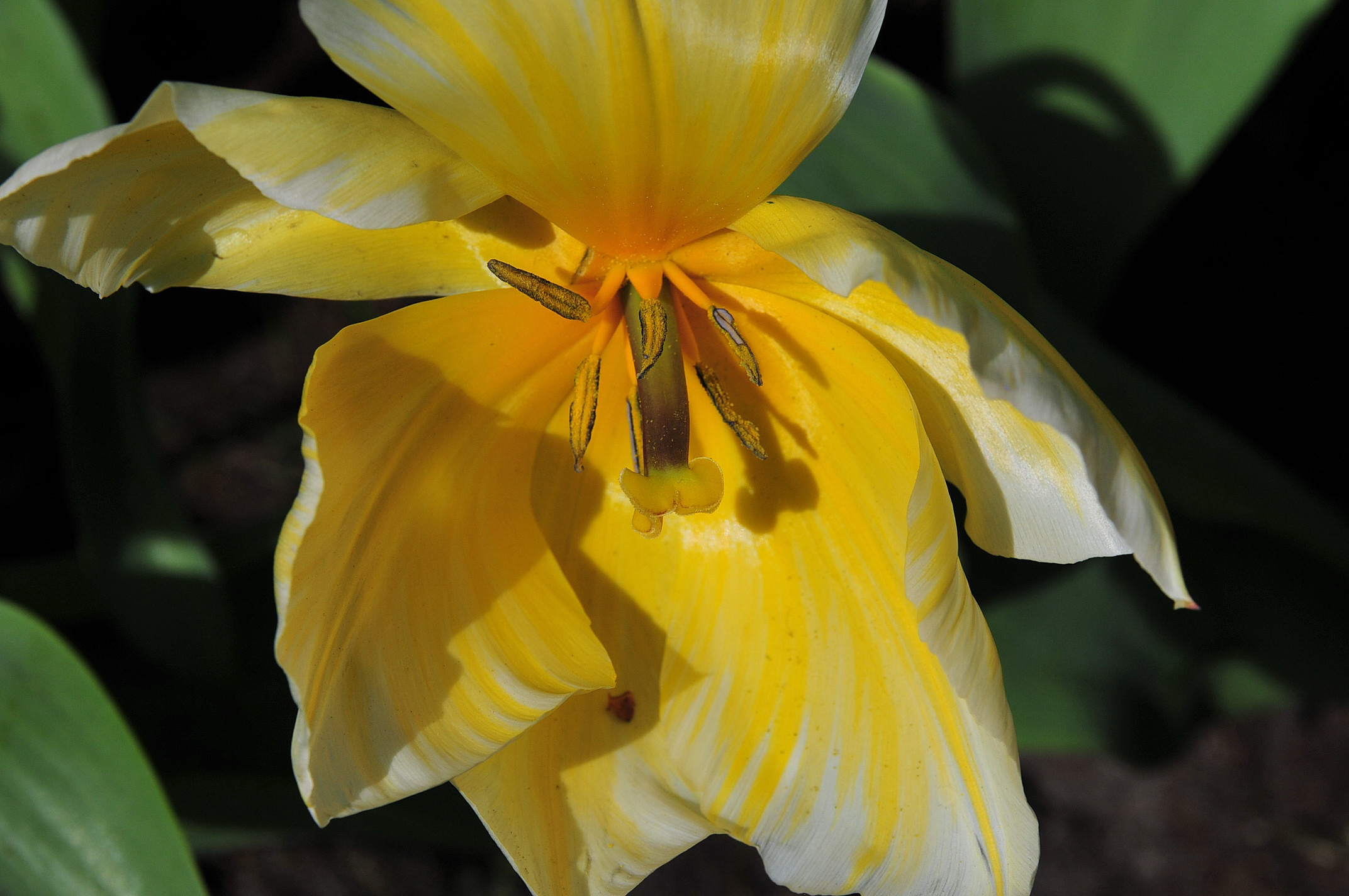 yellow tulip