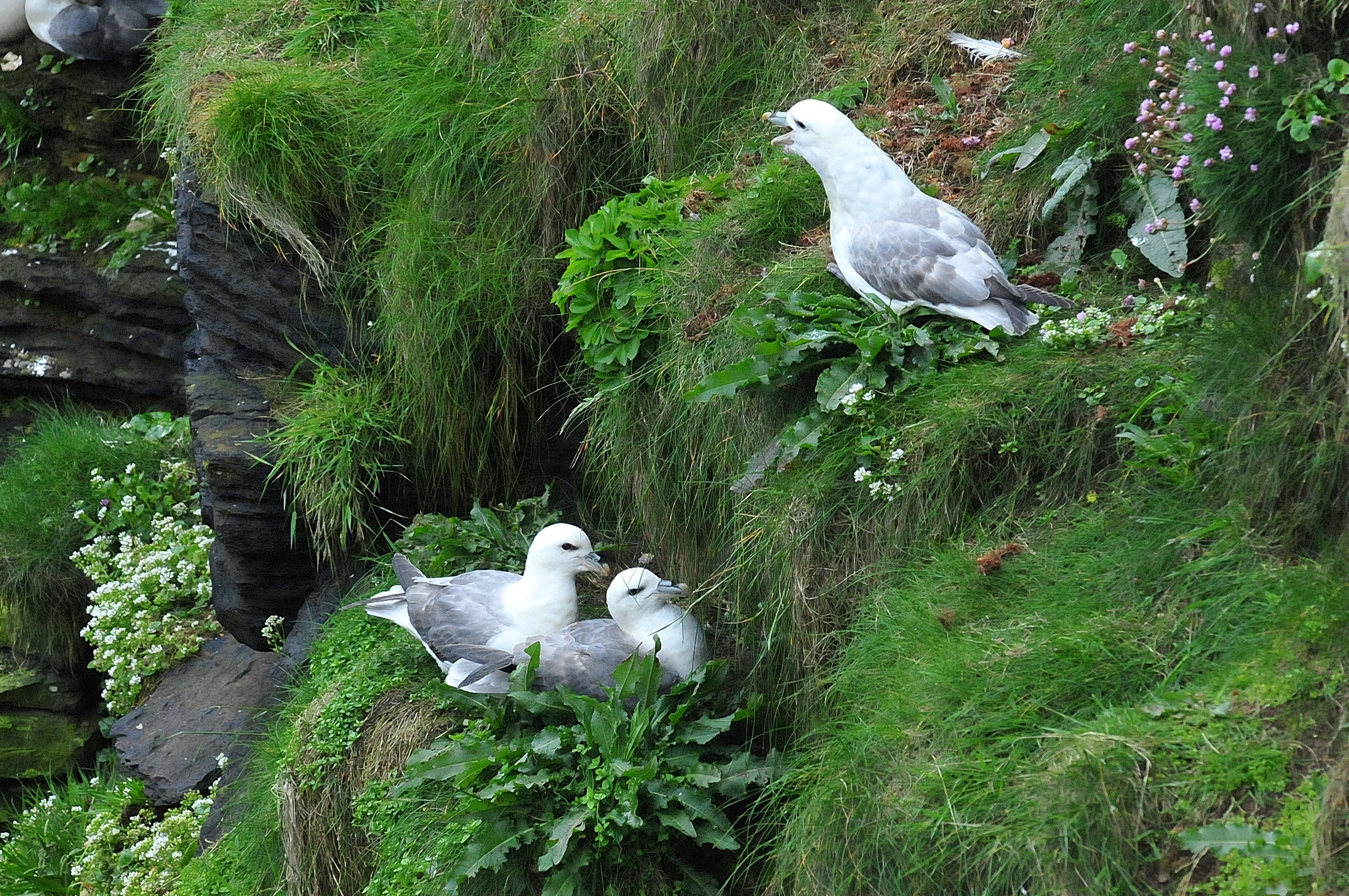 Dunnet Head: the sentinel