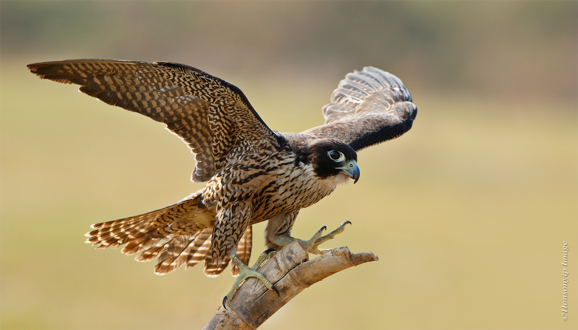 Peregrine Falcon_5