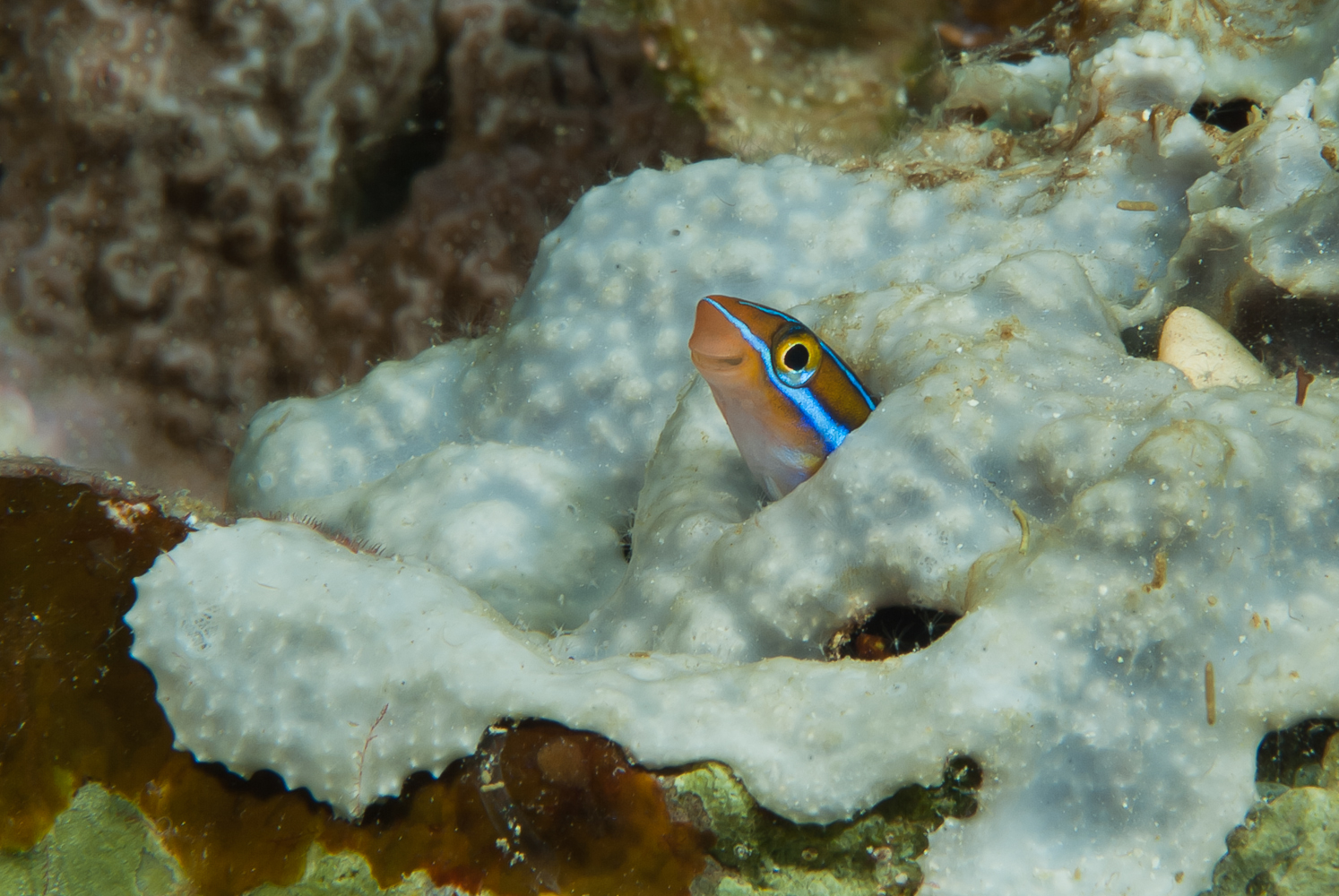 plagiotremus rhinorhyncos