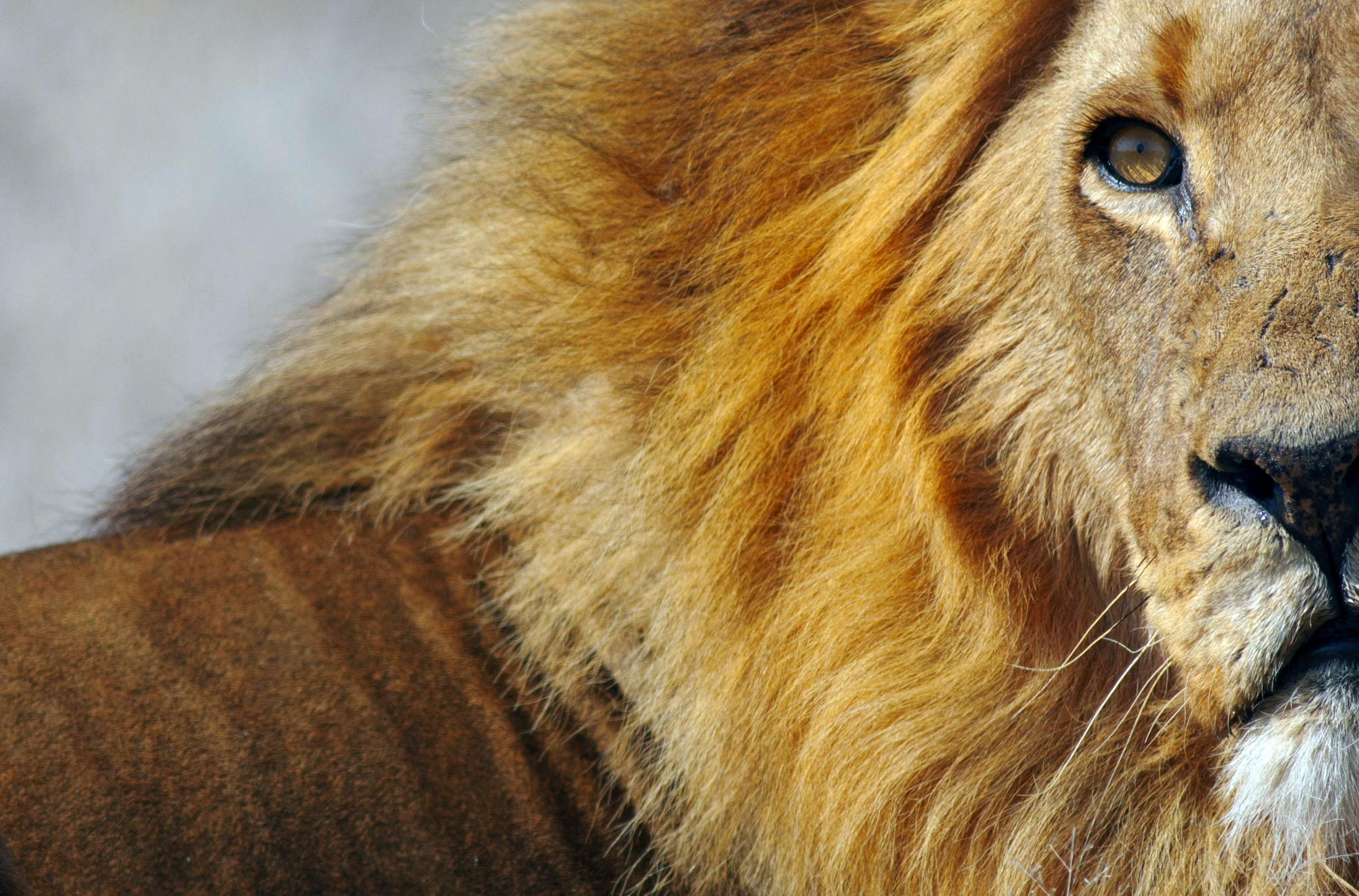 sguardo del Kalahari