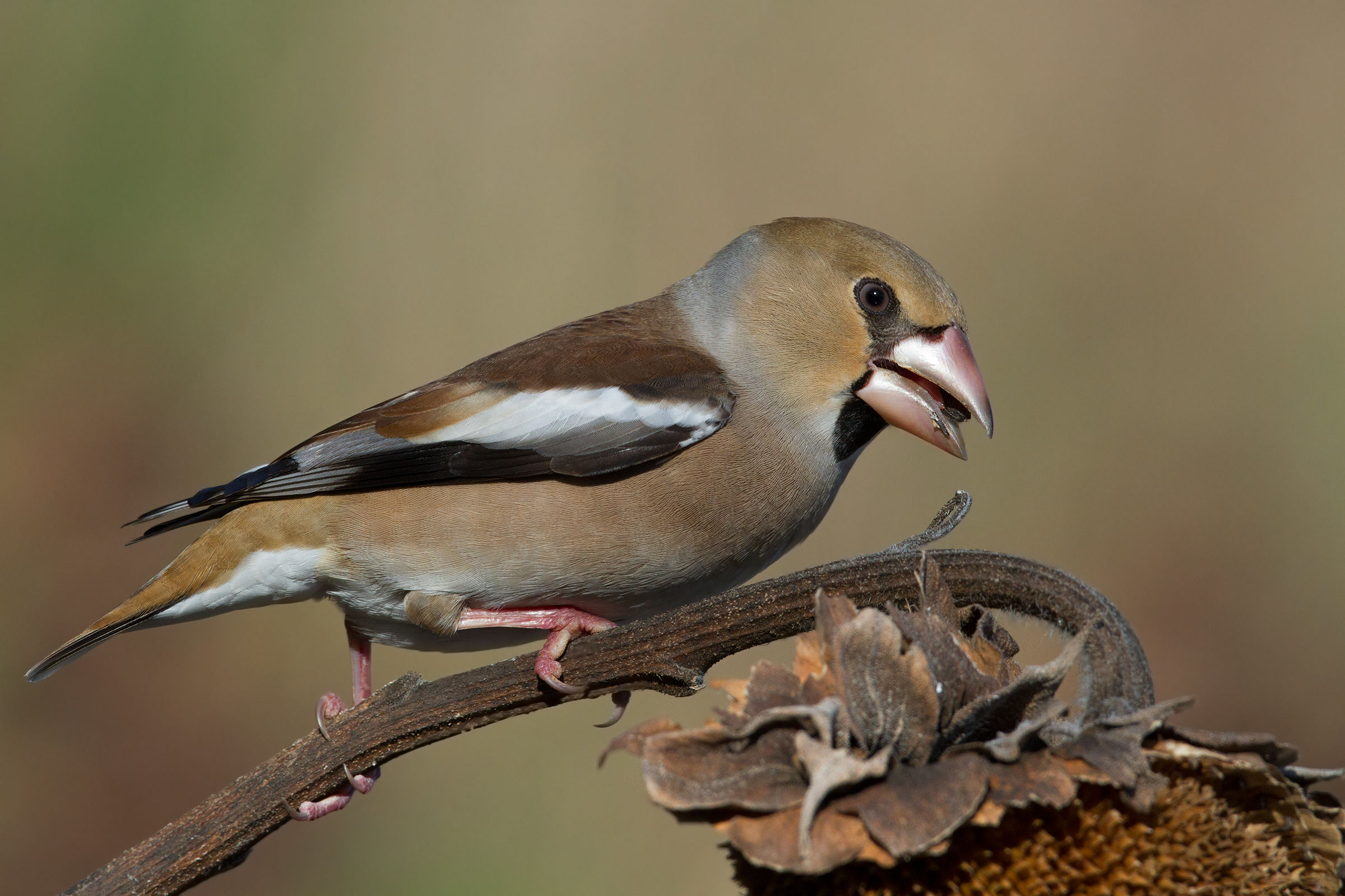 Frosone Femmina - Hawfinch Female