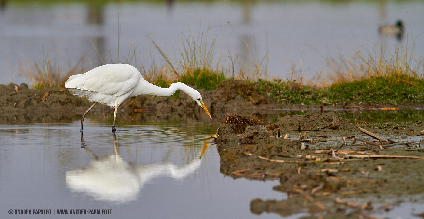 Ardea Alba