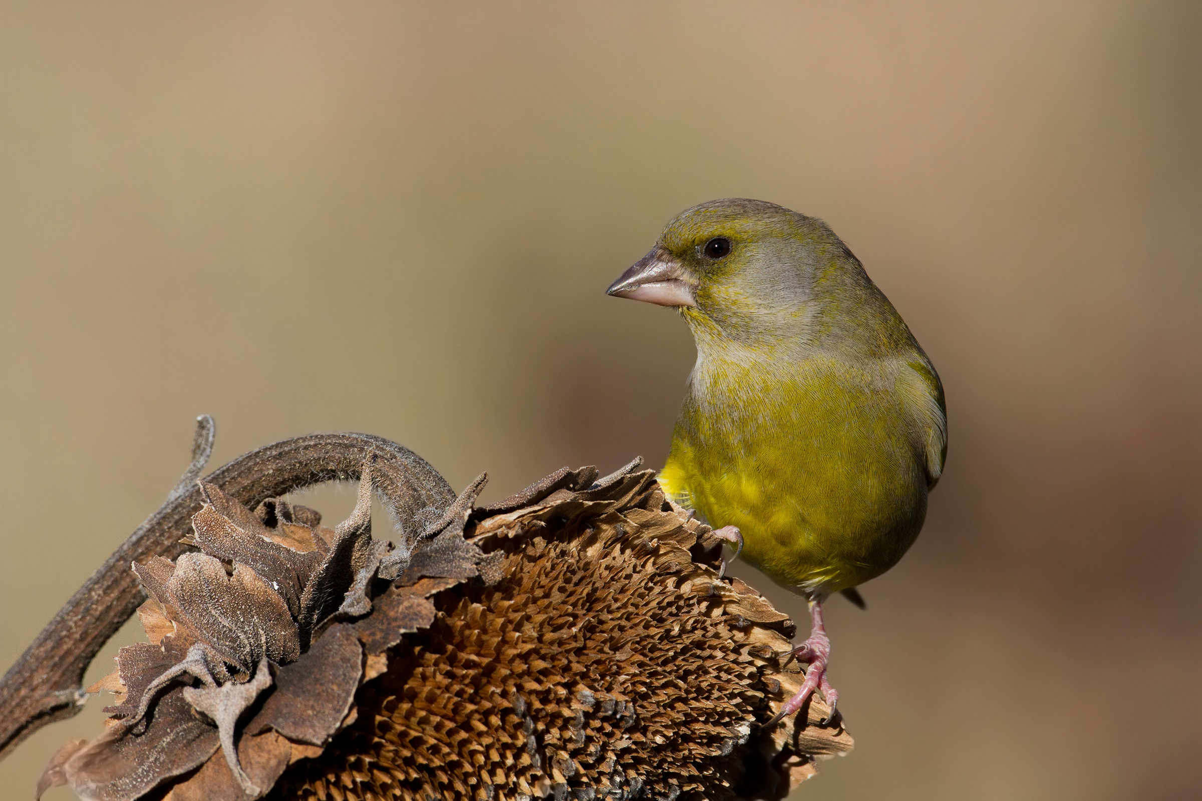 Verdone - Green Finch