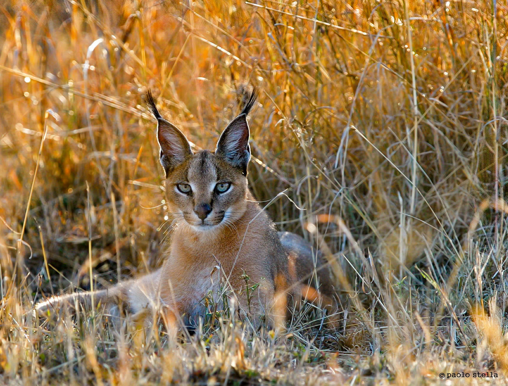 the look of the caracal