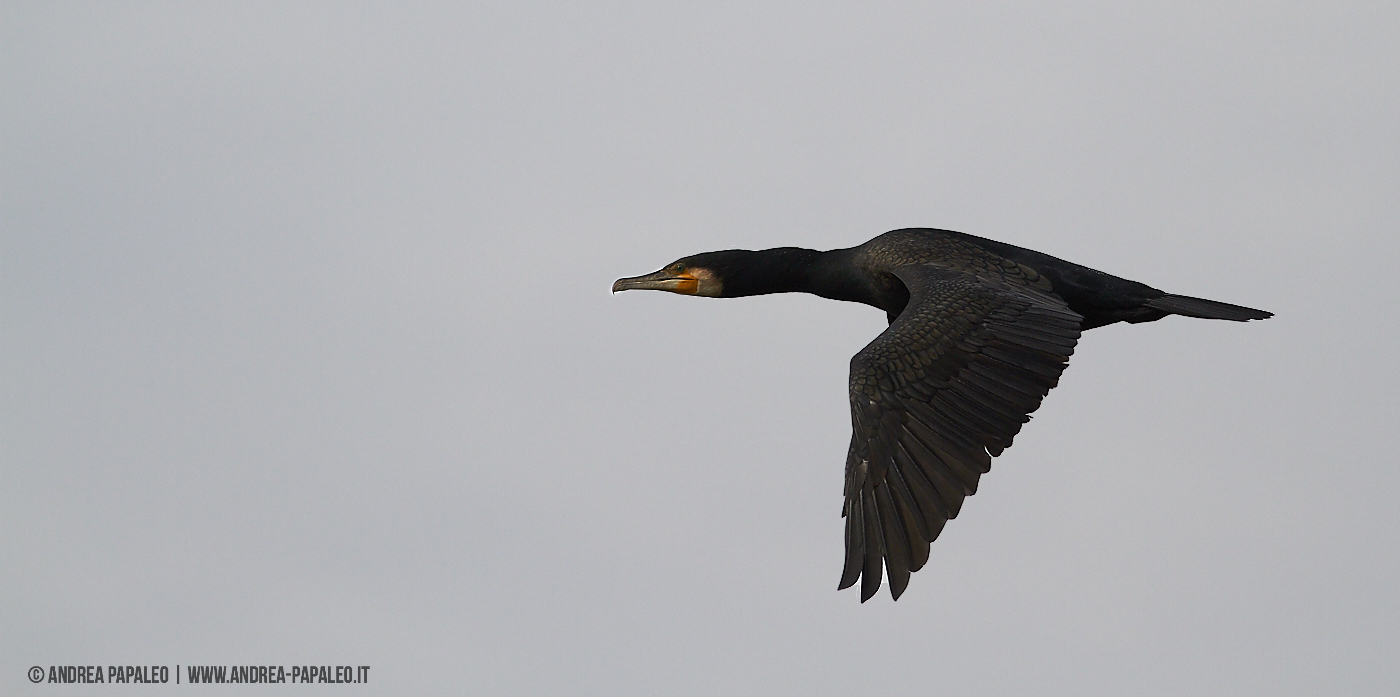 Cormorant