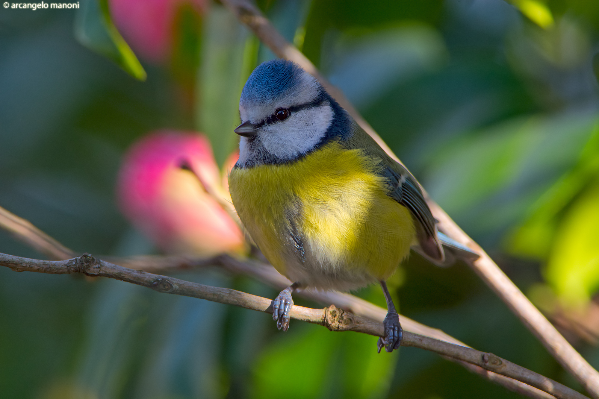 Una cinciarella in giardino