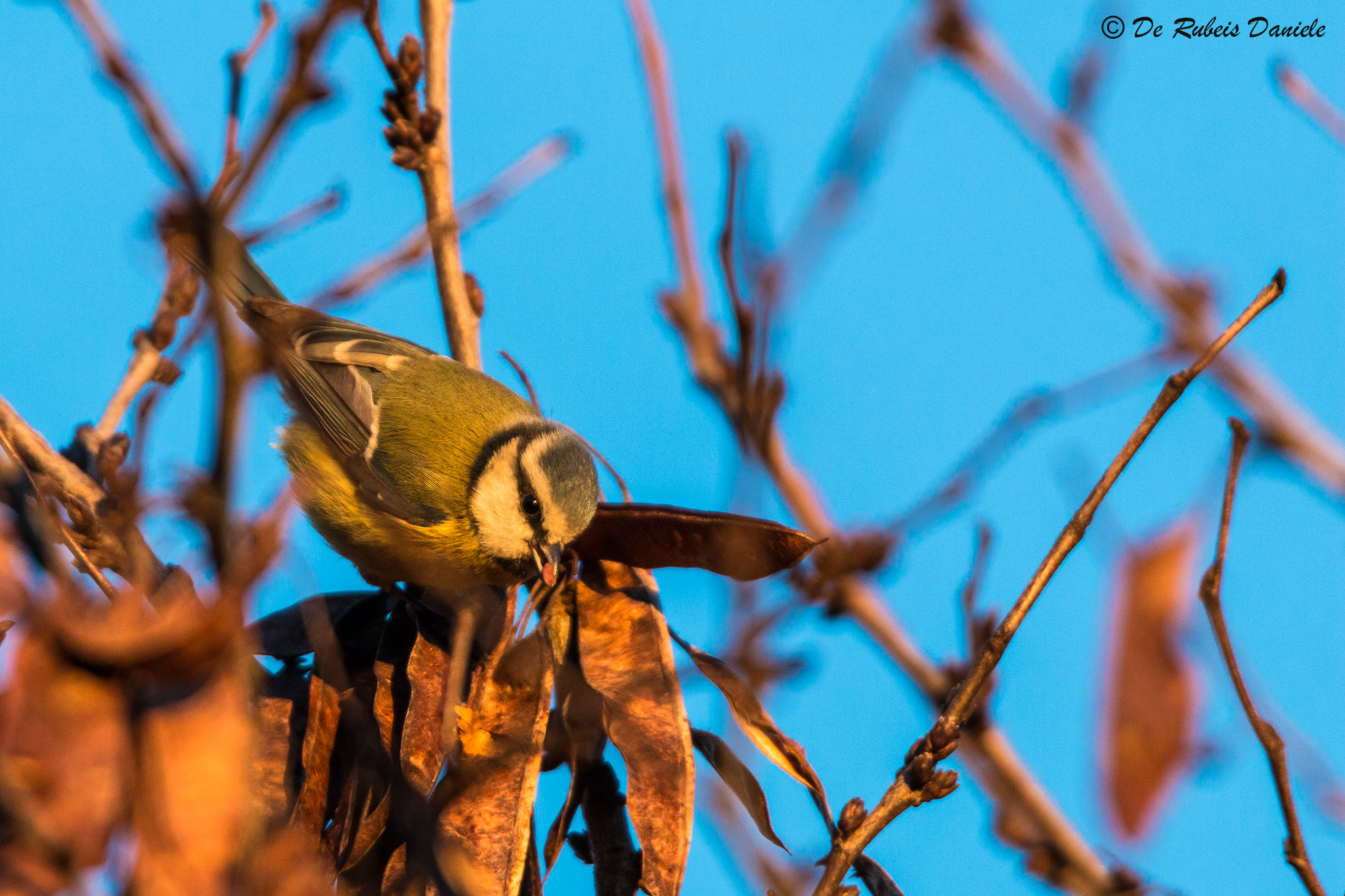 Cinciarella al tramonto