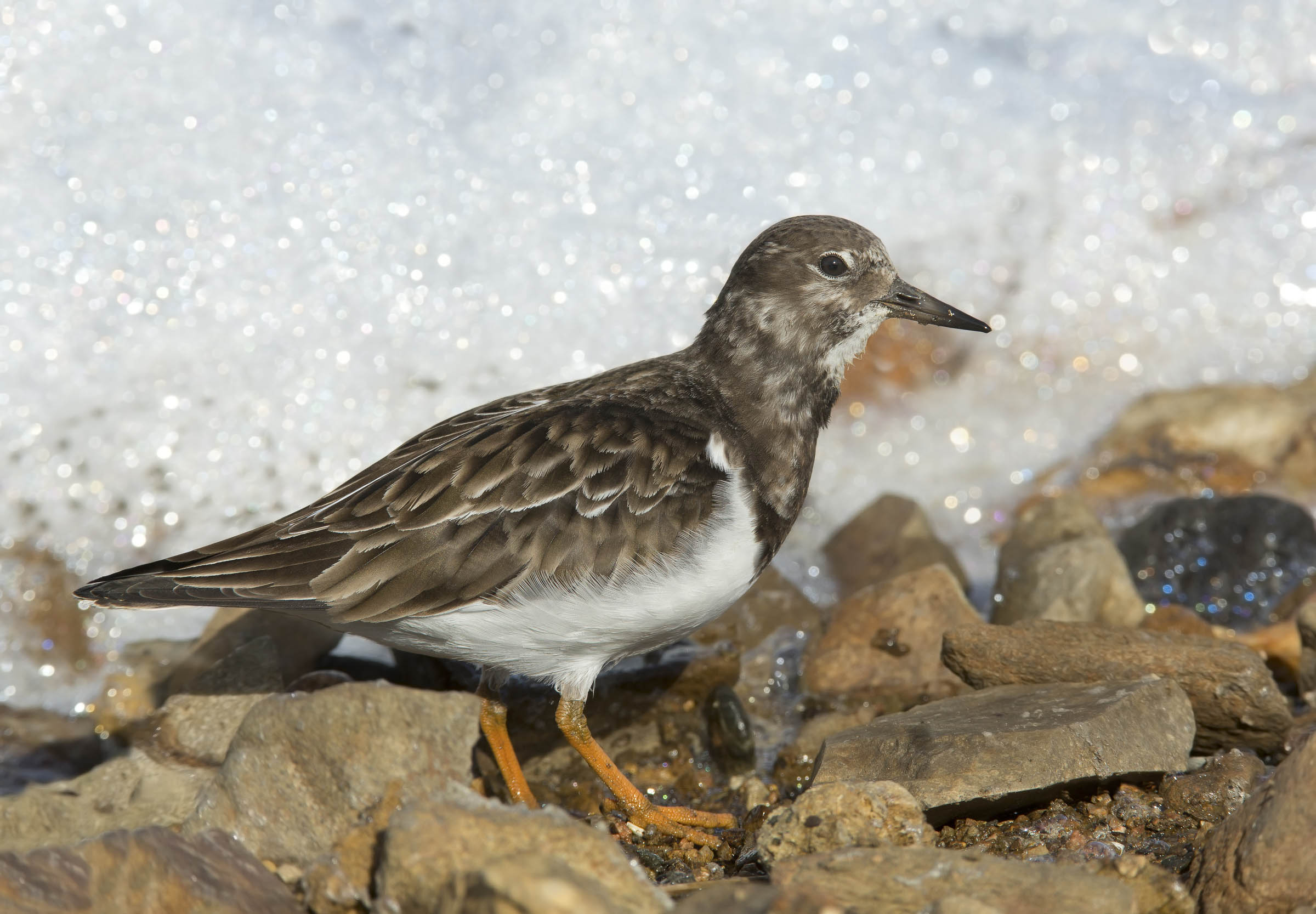 riflessi nella schiuma