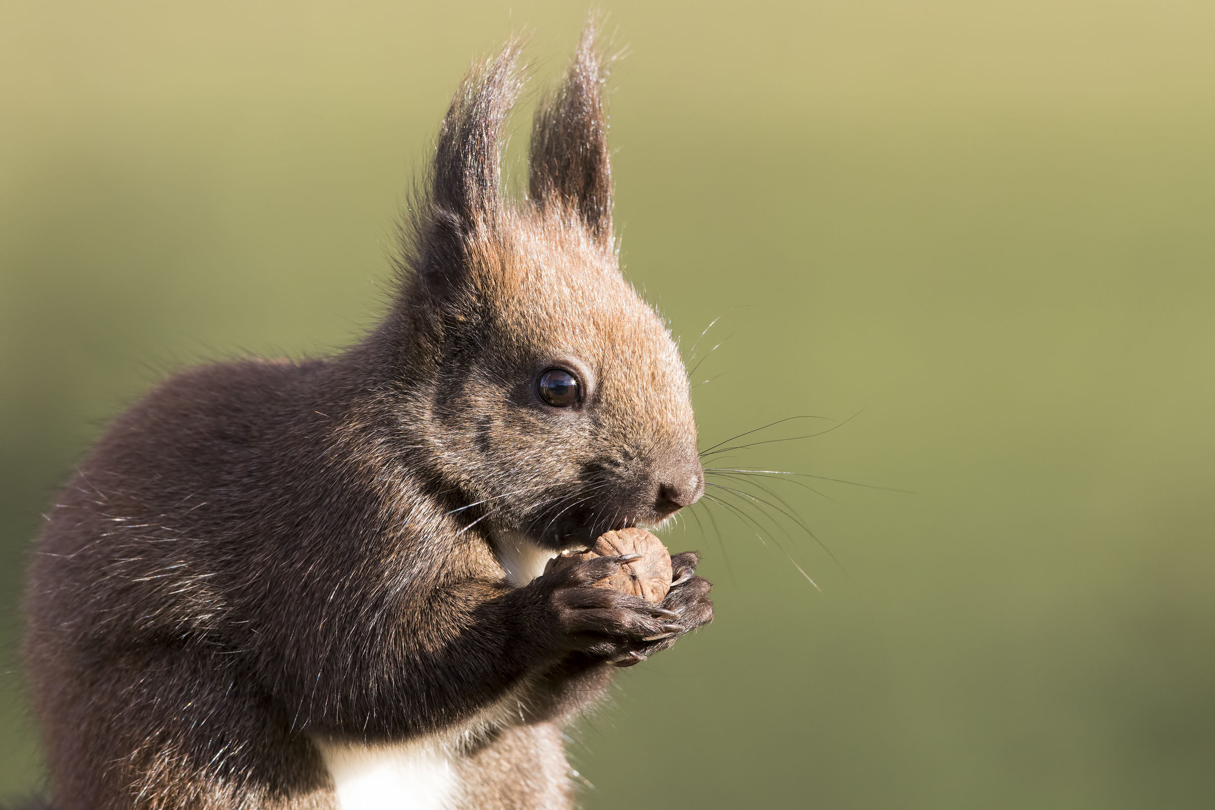 scoiattolo 7D MarkII