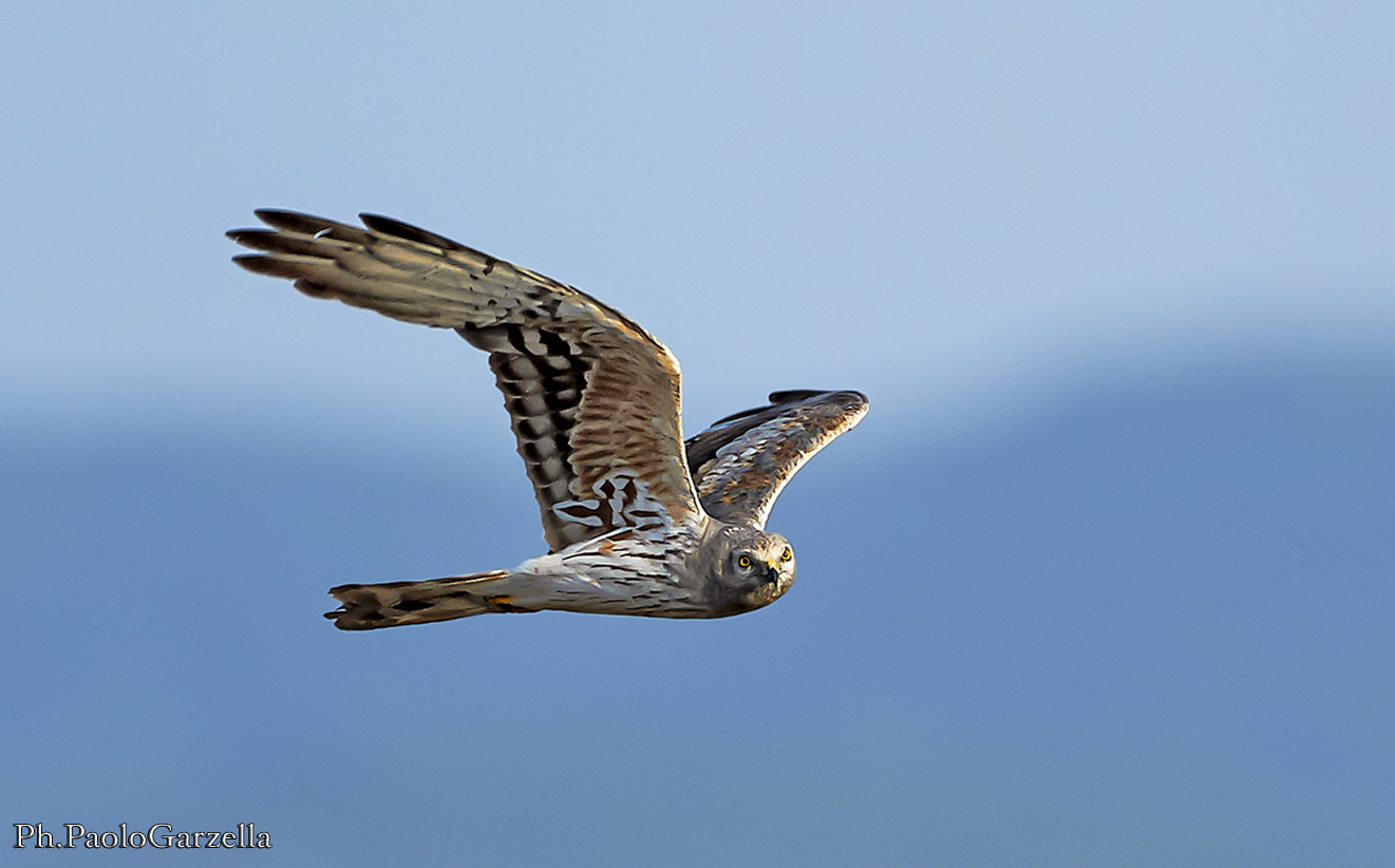 Flight dell'albanella-