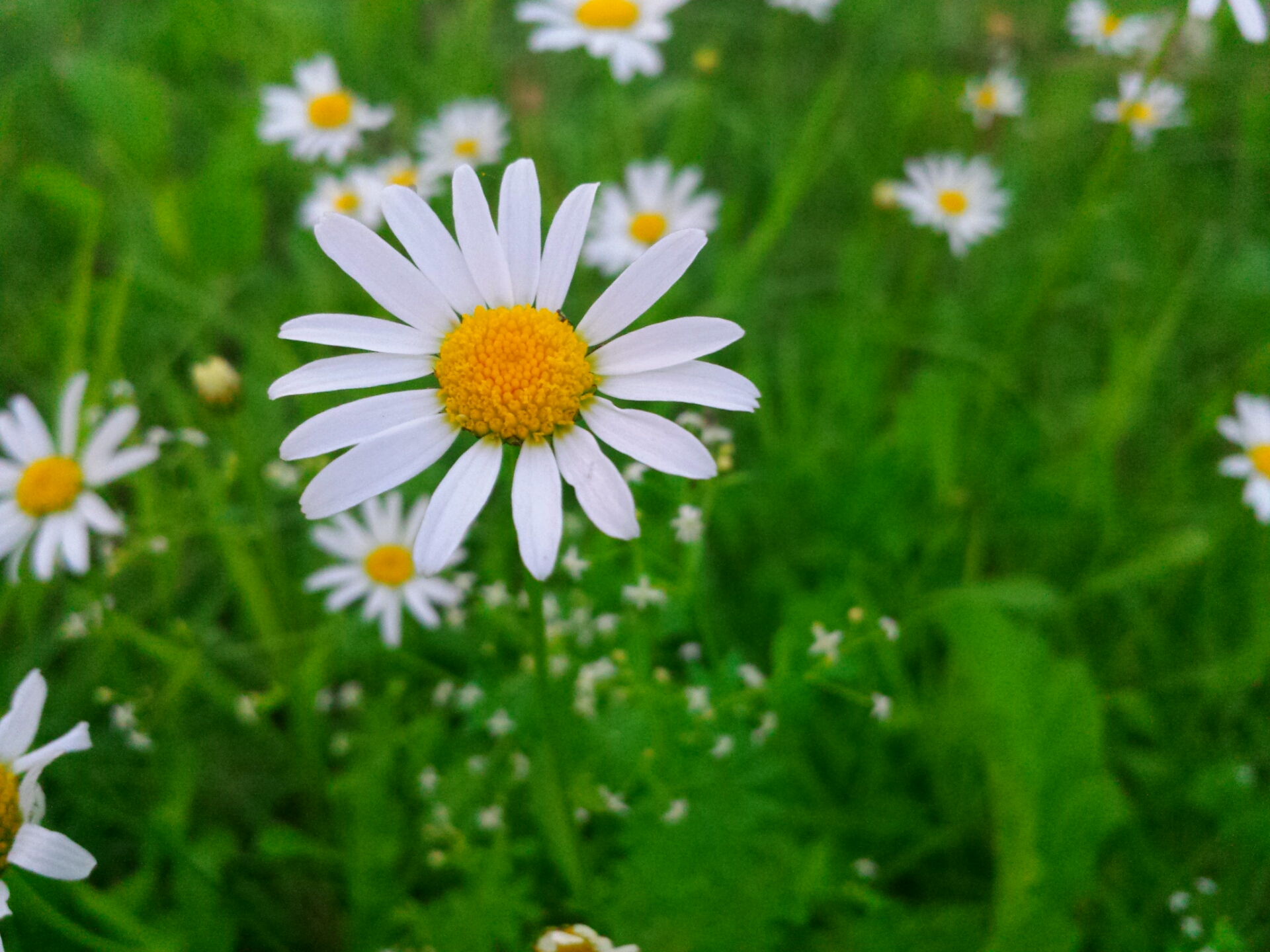 daisy