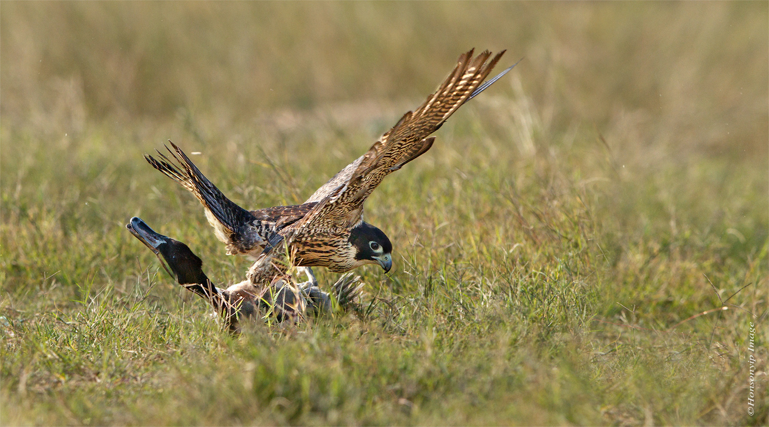 Peregrine Falcon_6