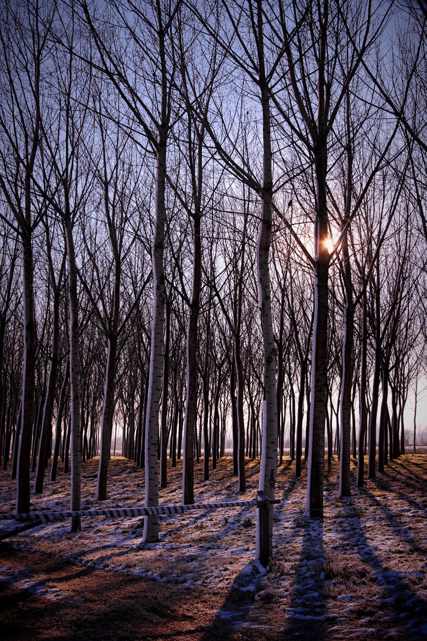 the sun after the snow