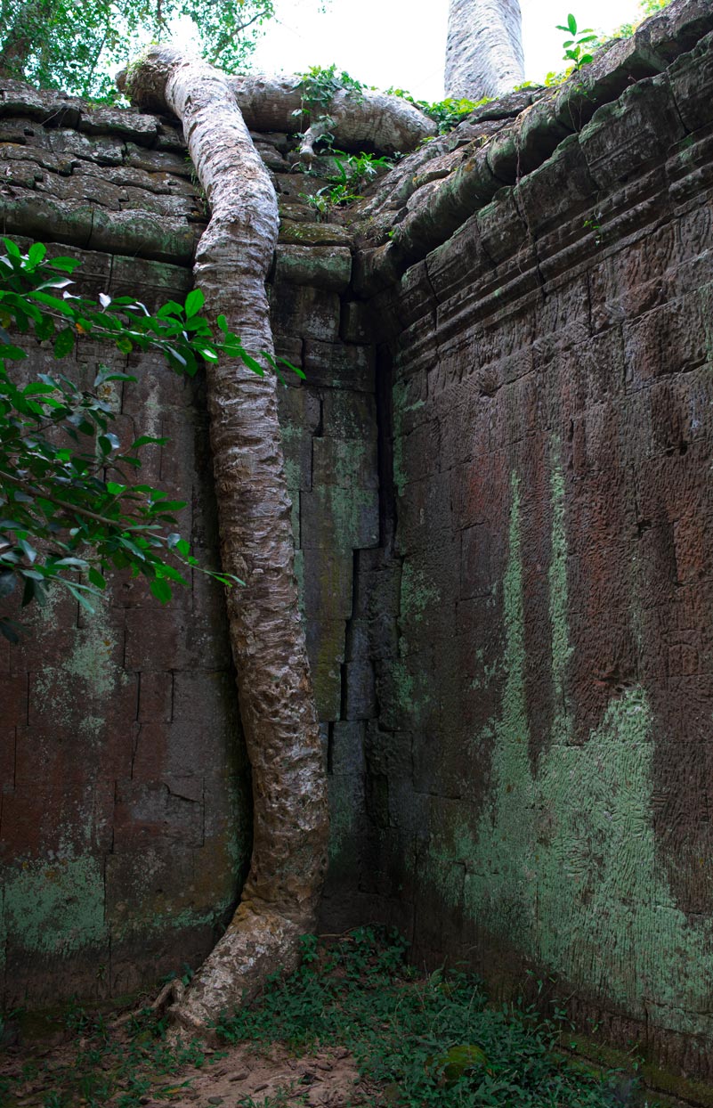 Il serpente vegetale