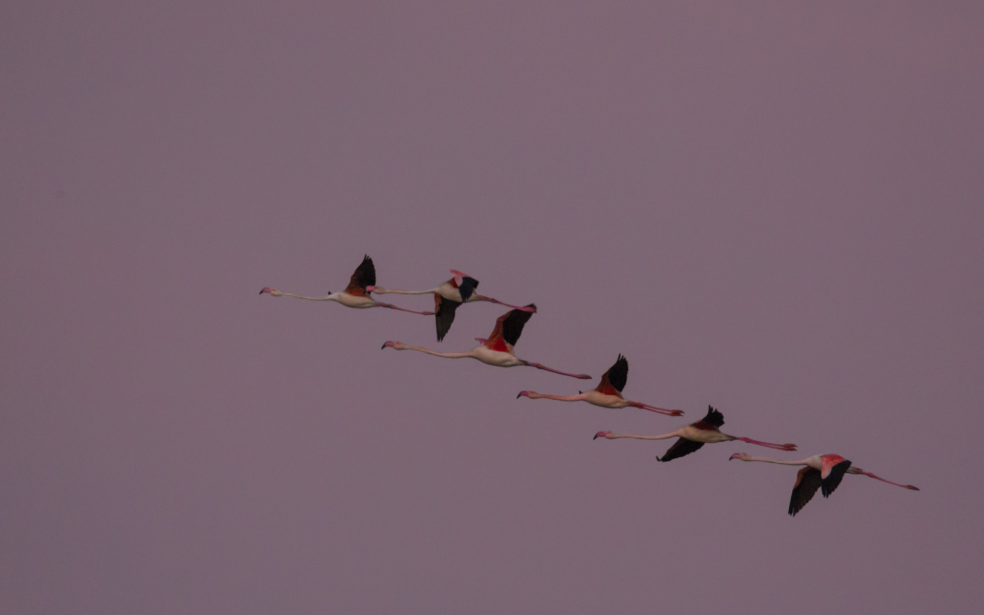 Squadron XIX - Fenicotteresca - Prime dawn