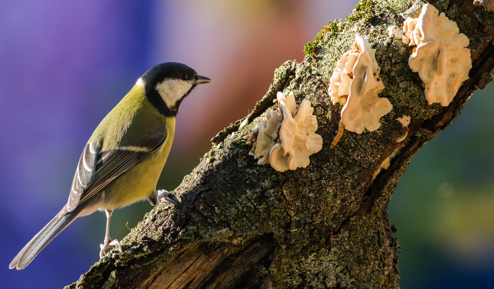 cinciallegra-giocando coi colori