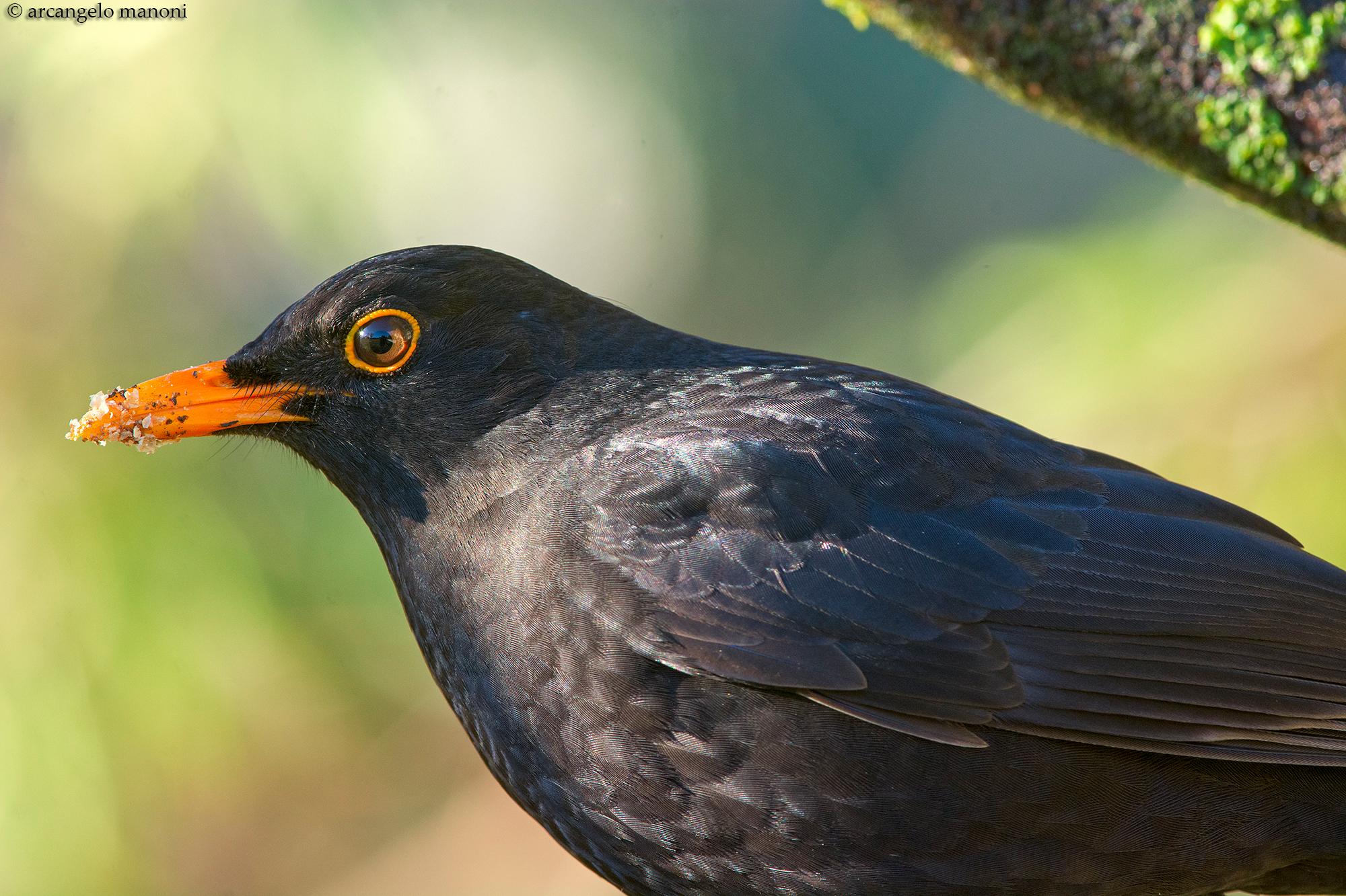 Quel bel tenebroso di merlo maschio