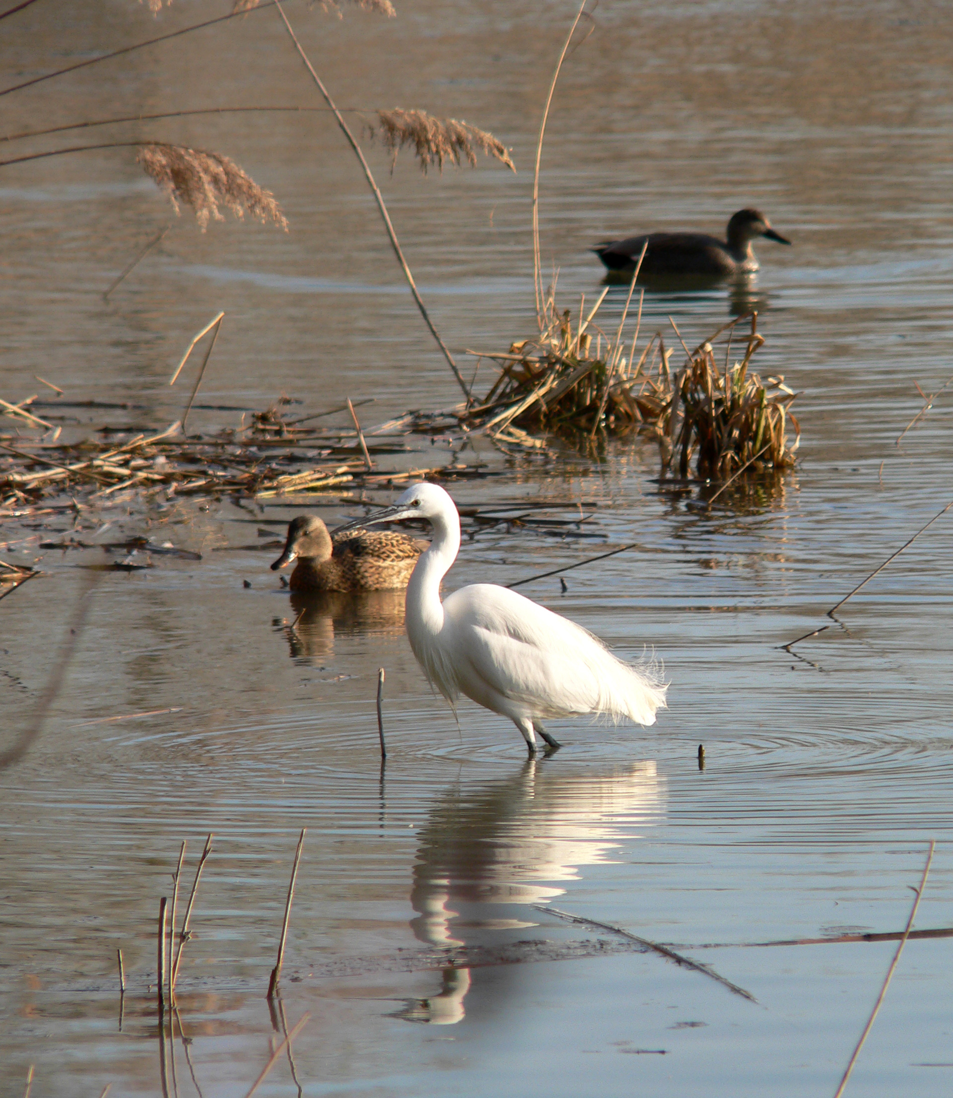 Egret