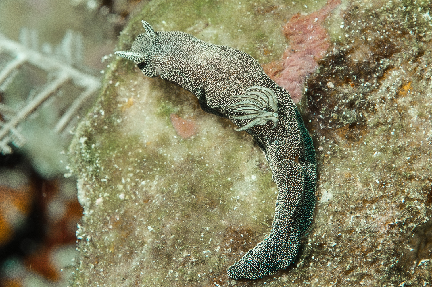 glossodoris stellatus