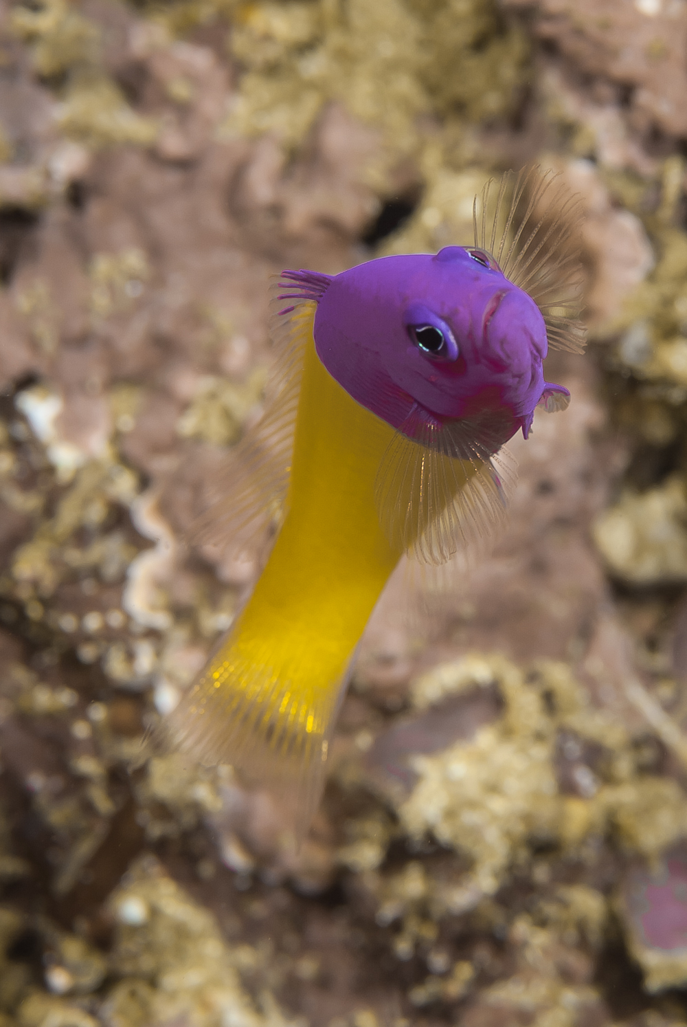 pictichromis paccagnellae