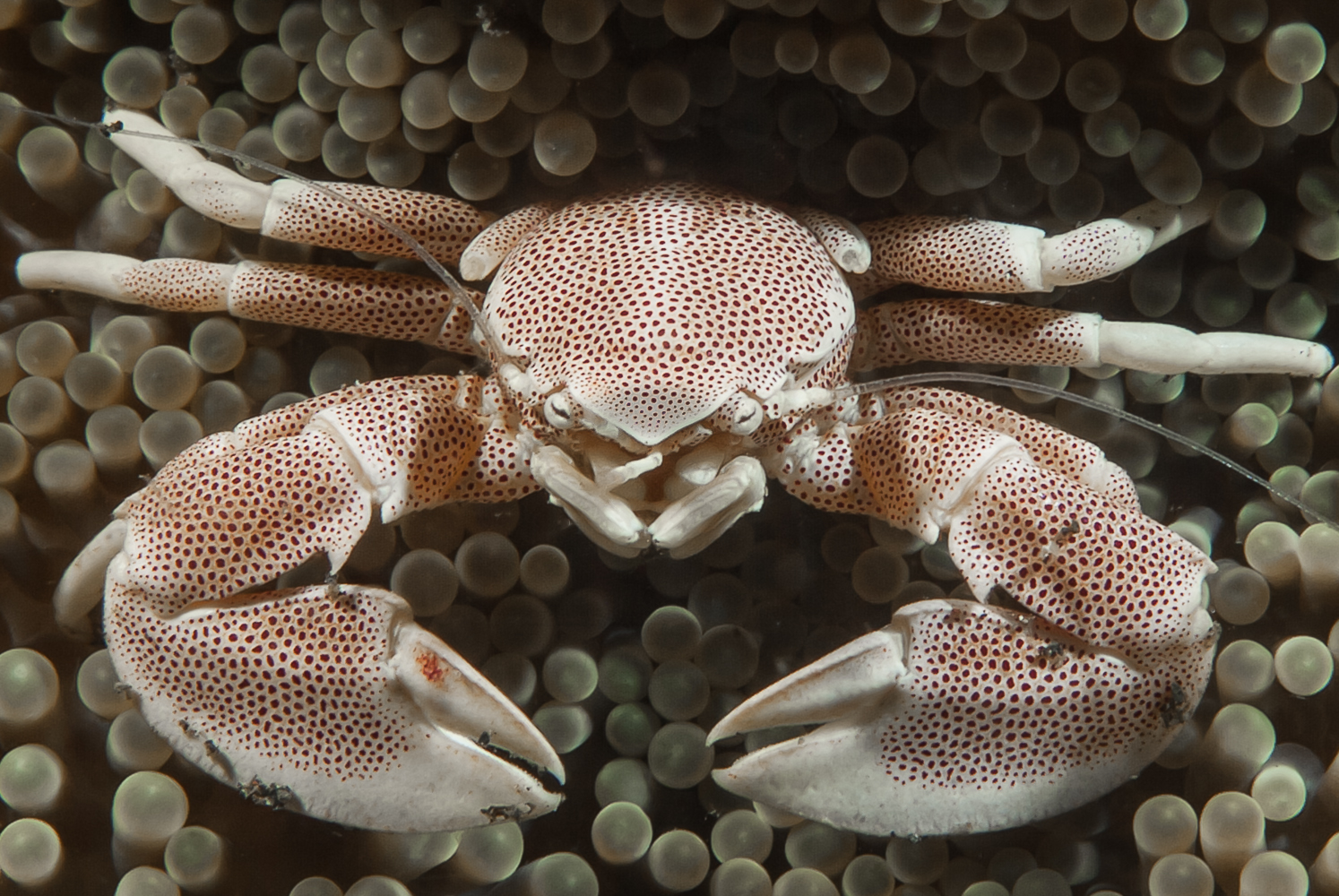 neopetrolisthes maculatus