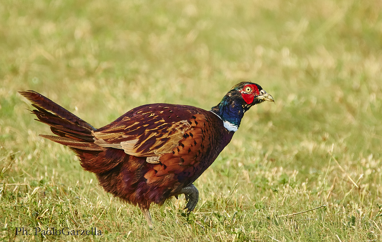 Pheasant