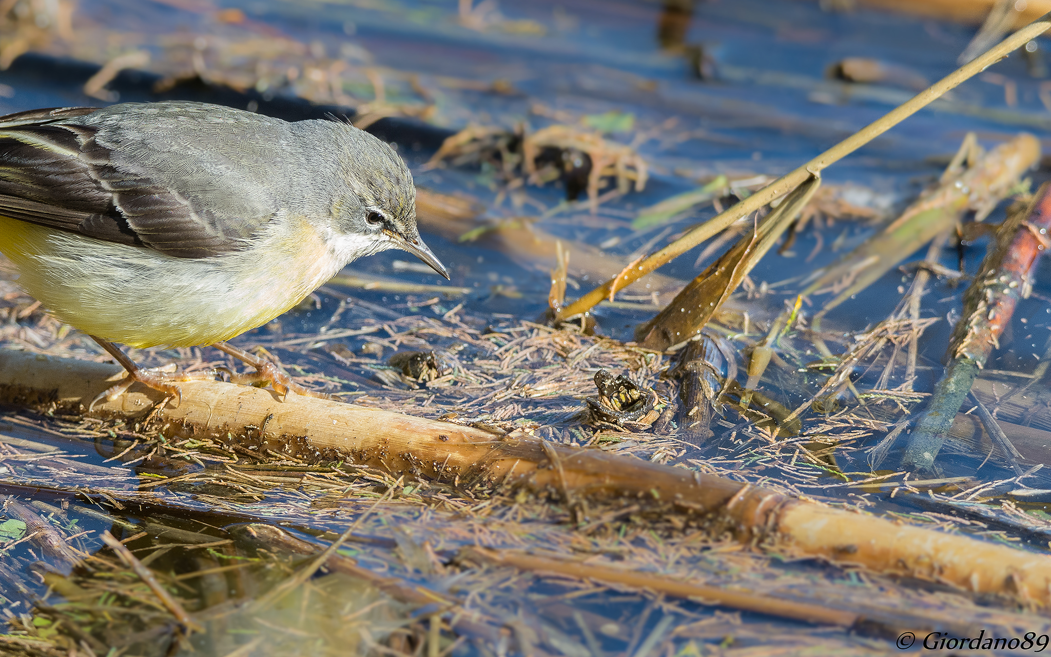 Ritratto alla ballerina