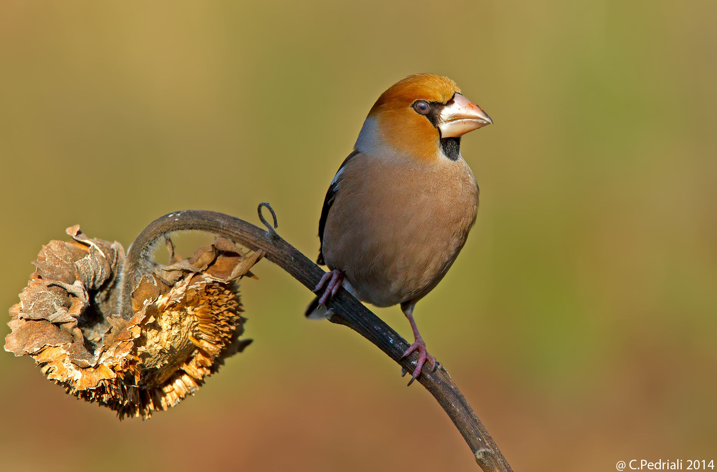 Hawfinch male ...
