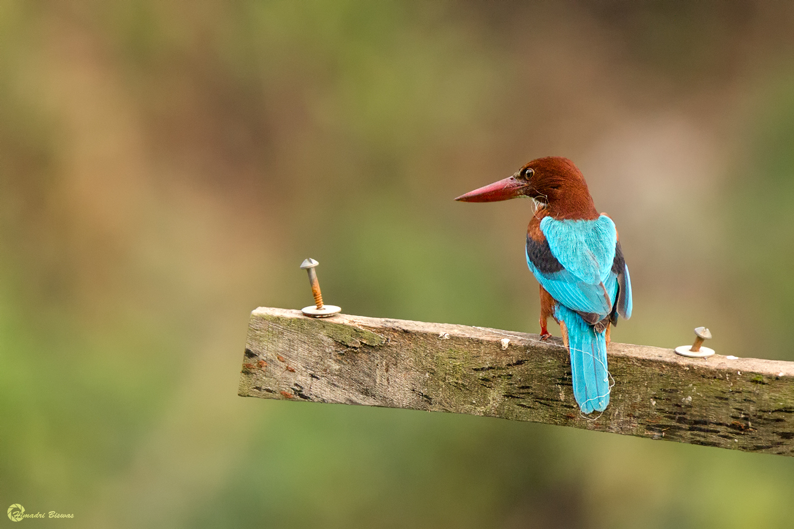 White breasted Kingfisher