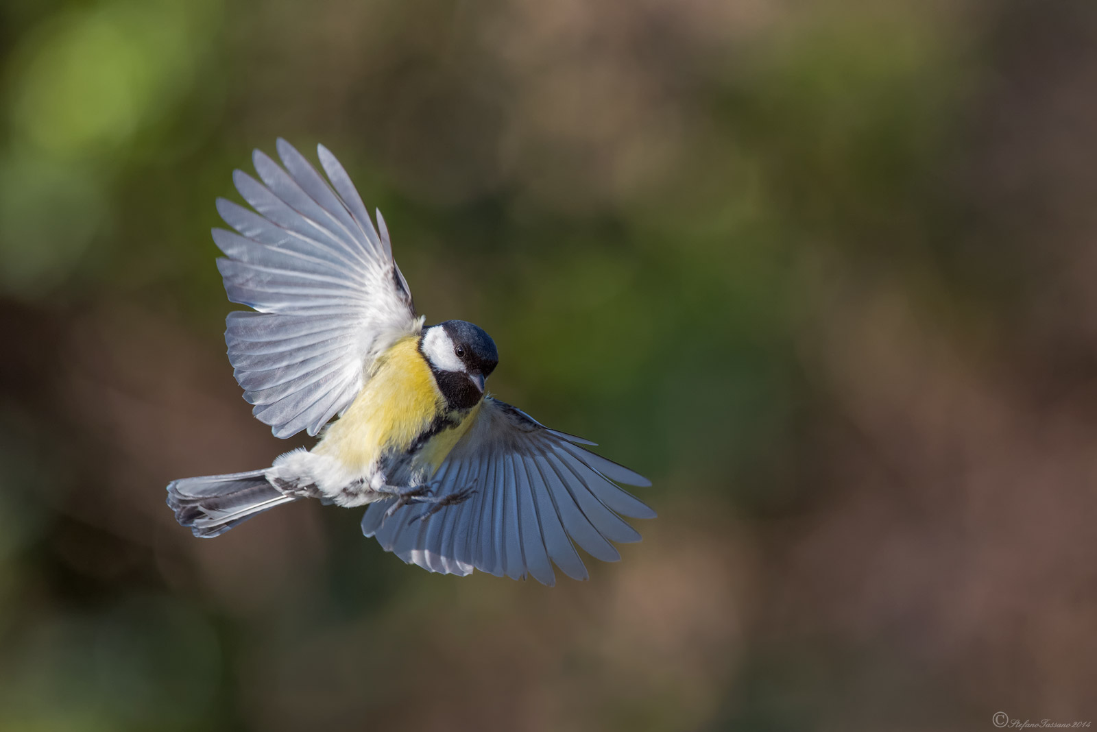 Great Tit