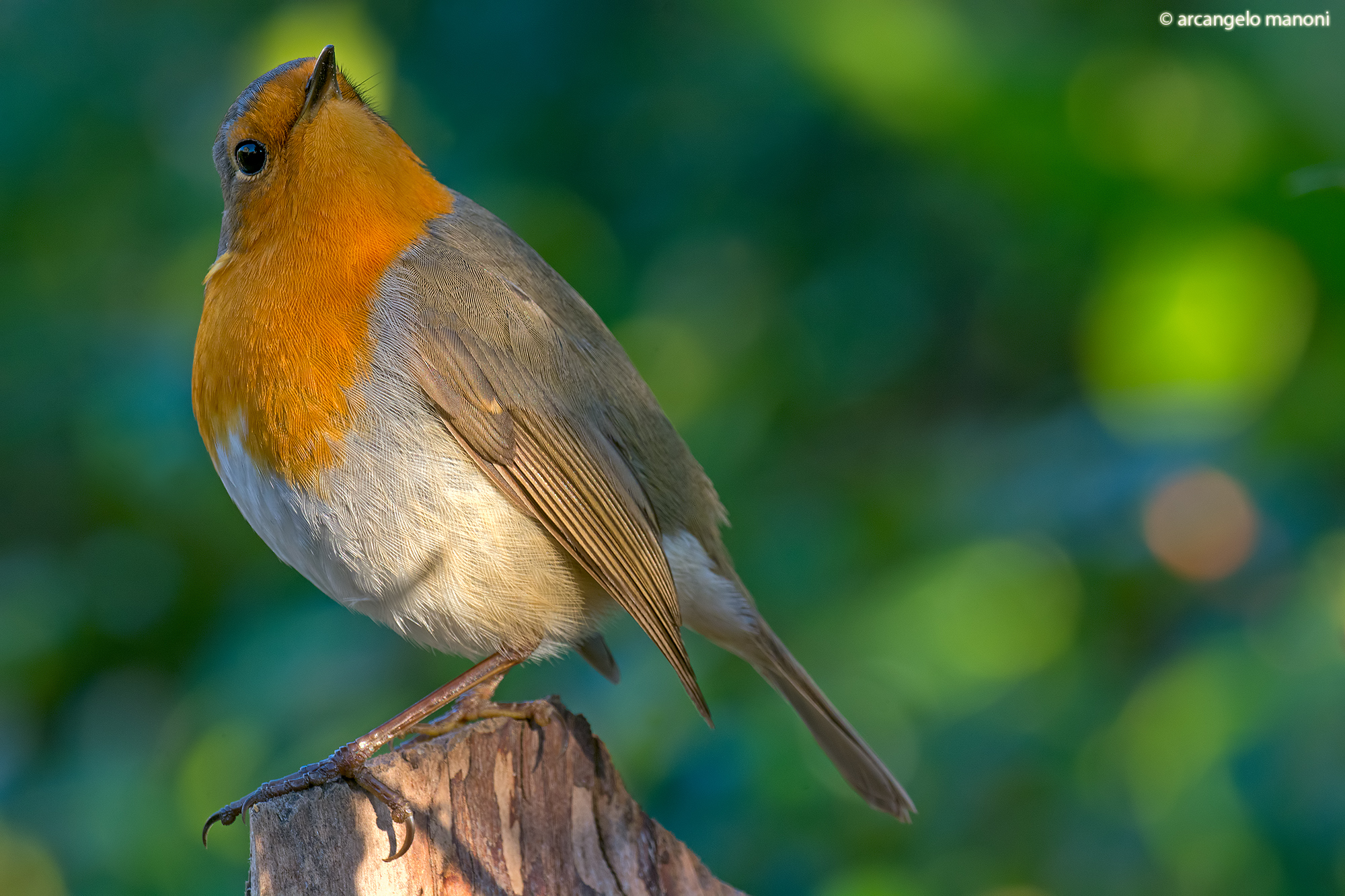 Robin eyed particular