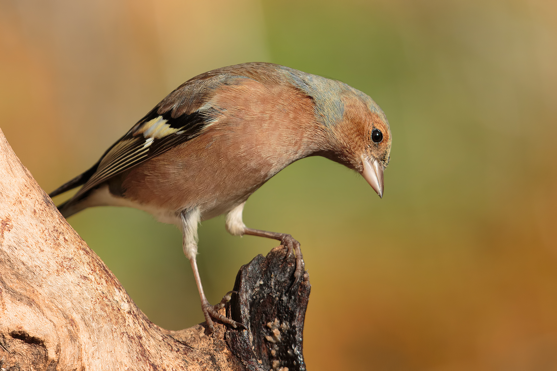 Chaffinch curious ....