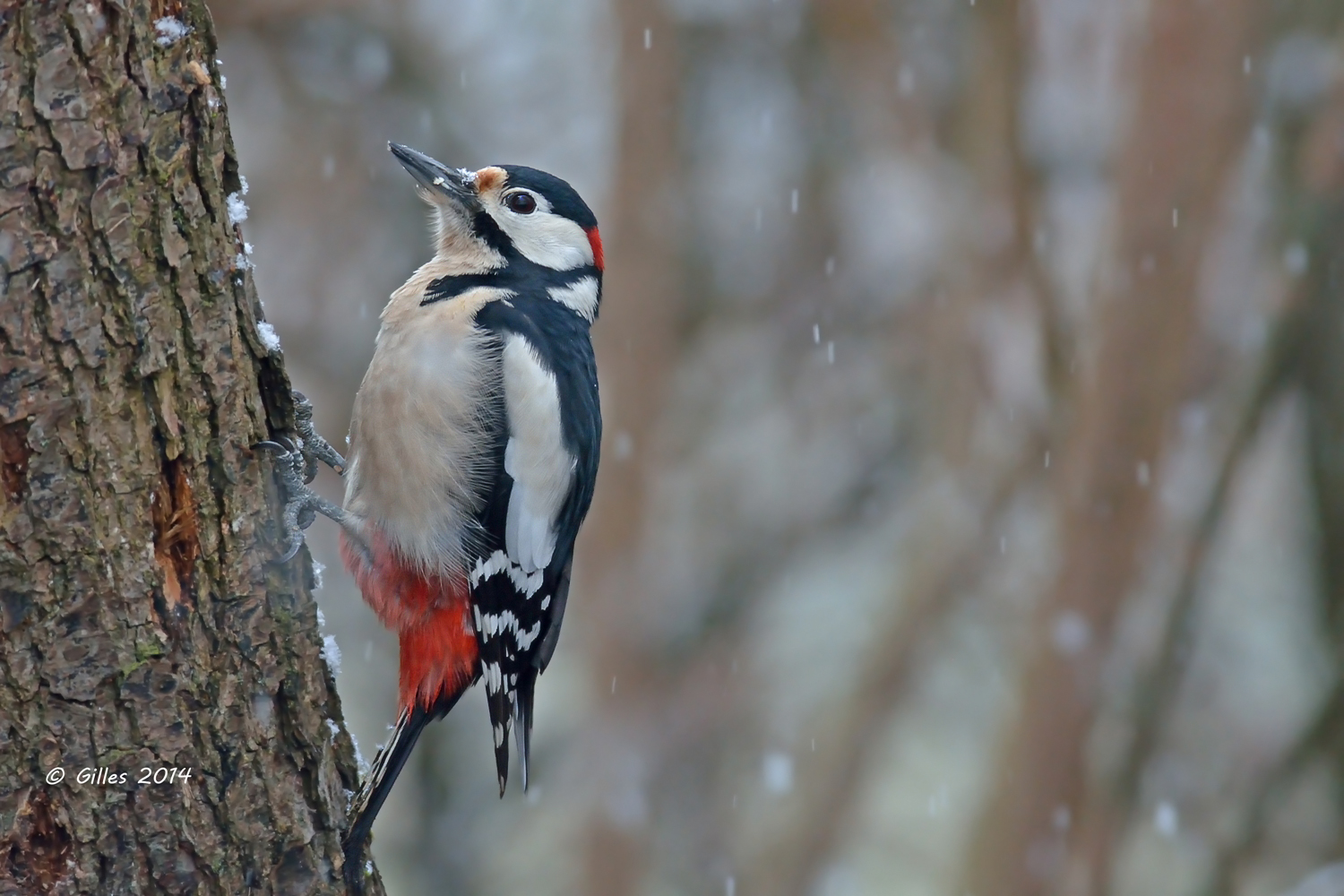 ... Singing in the snow ....