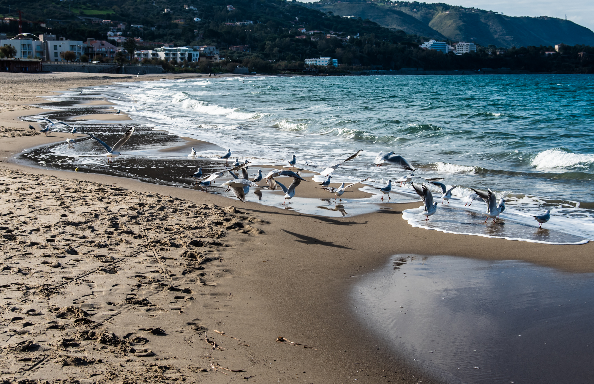 Gulls in Cefalu