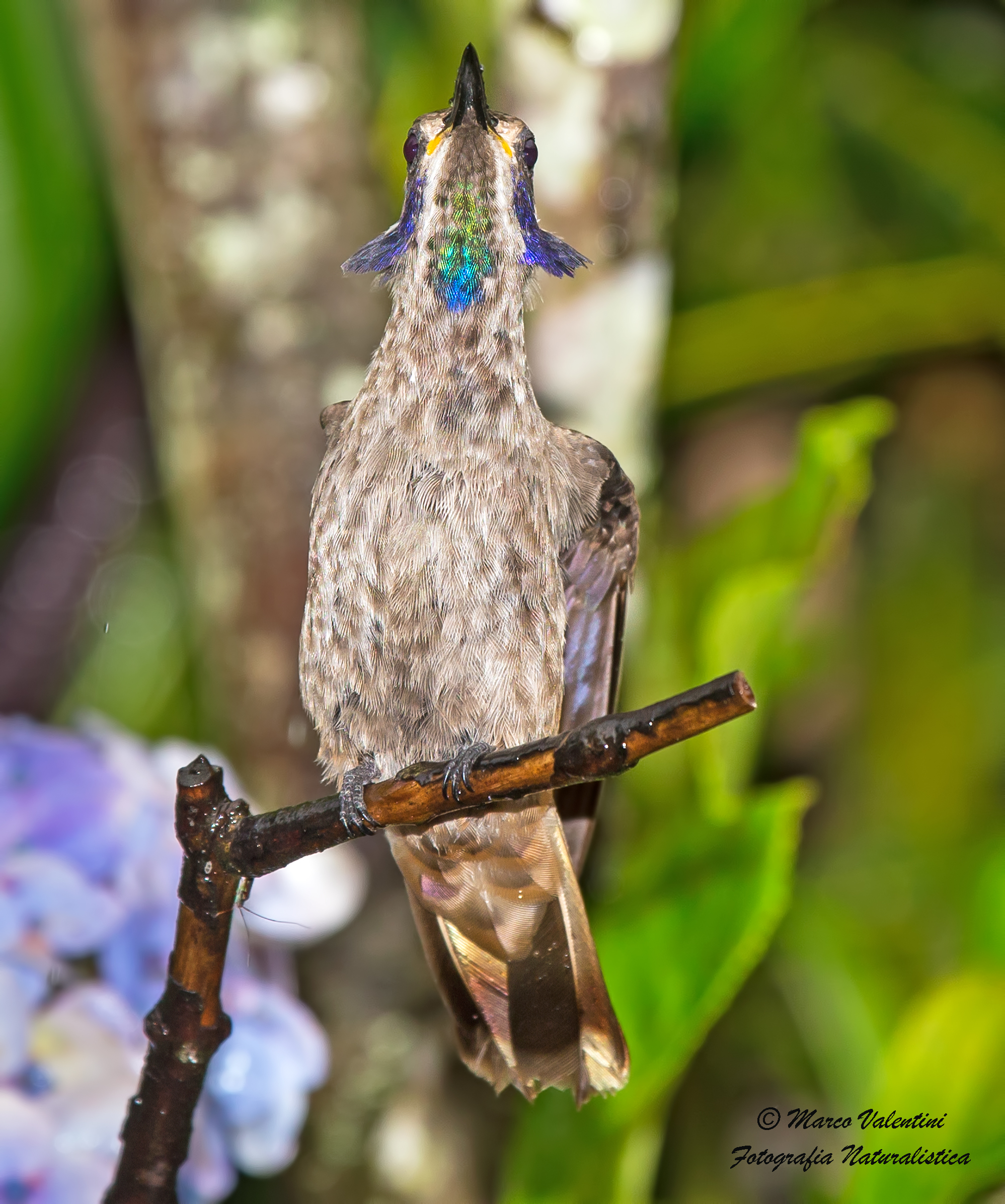 The signal of the hummingbird