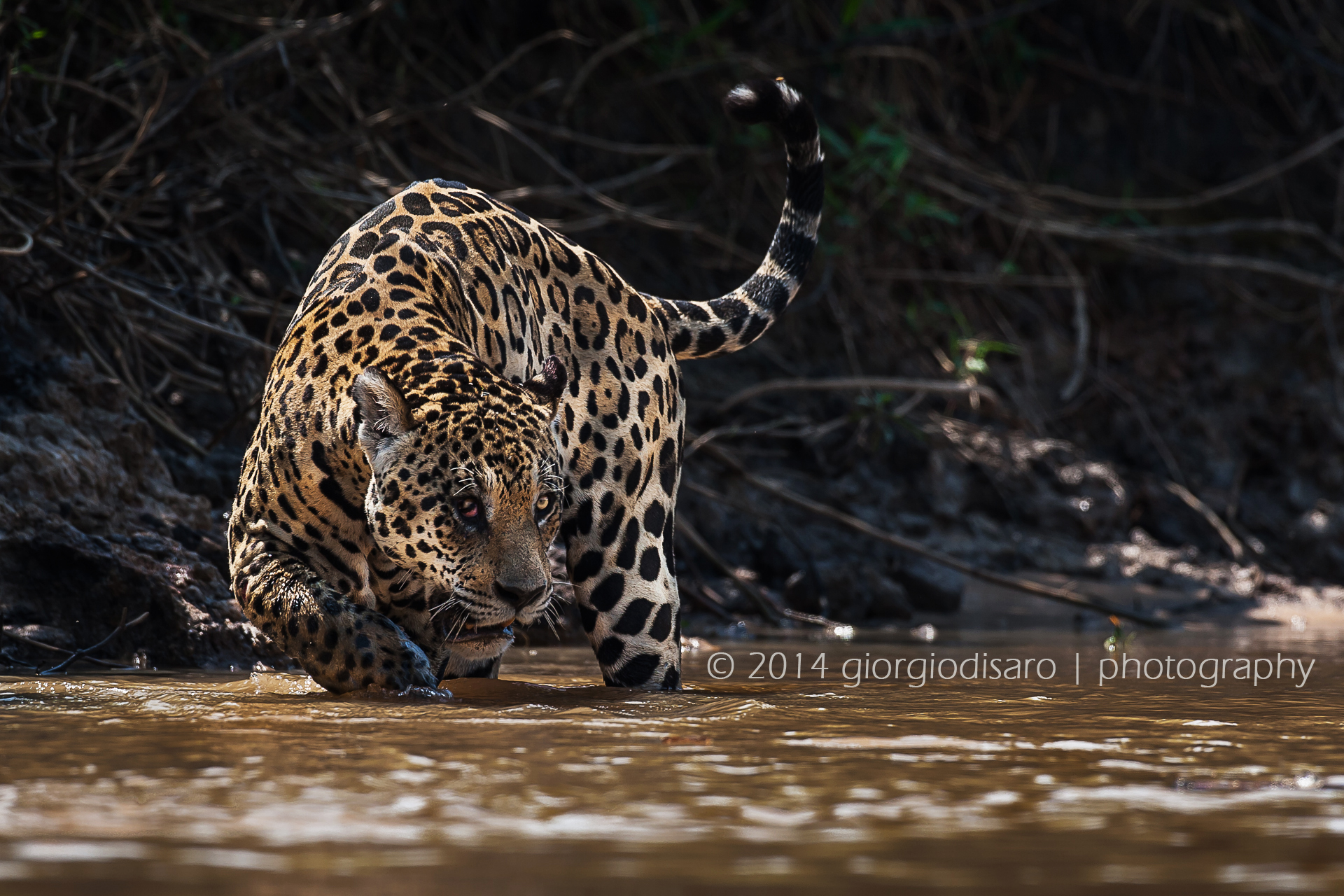king of Pantanal