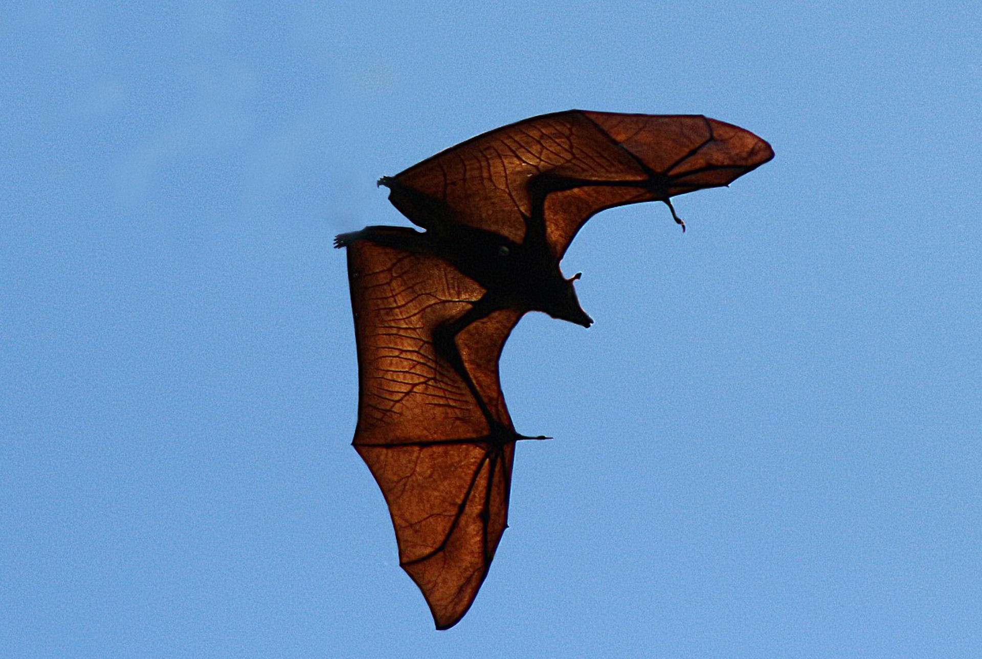 pipistrello a Mauritius