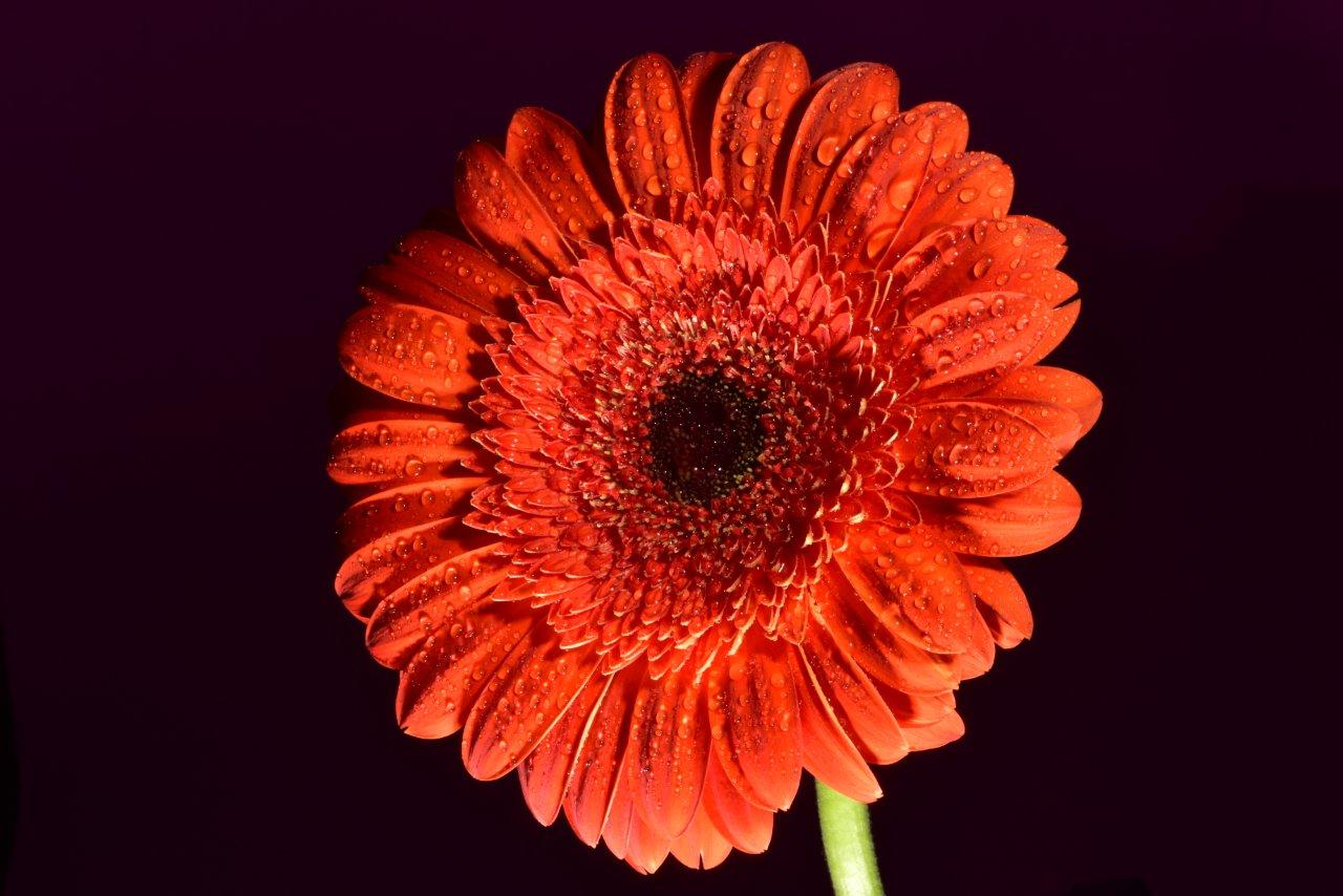 Gerbera
