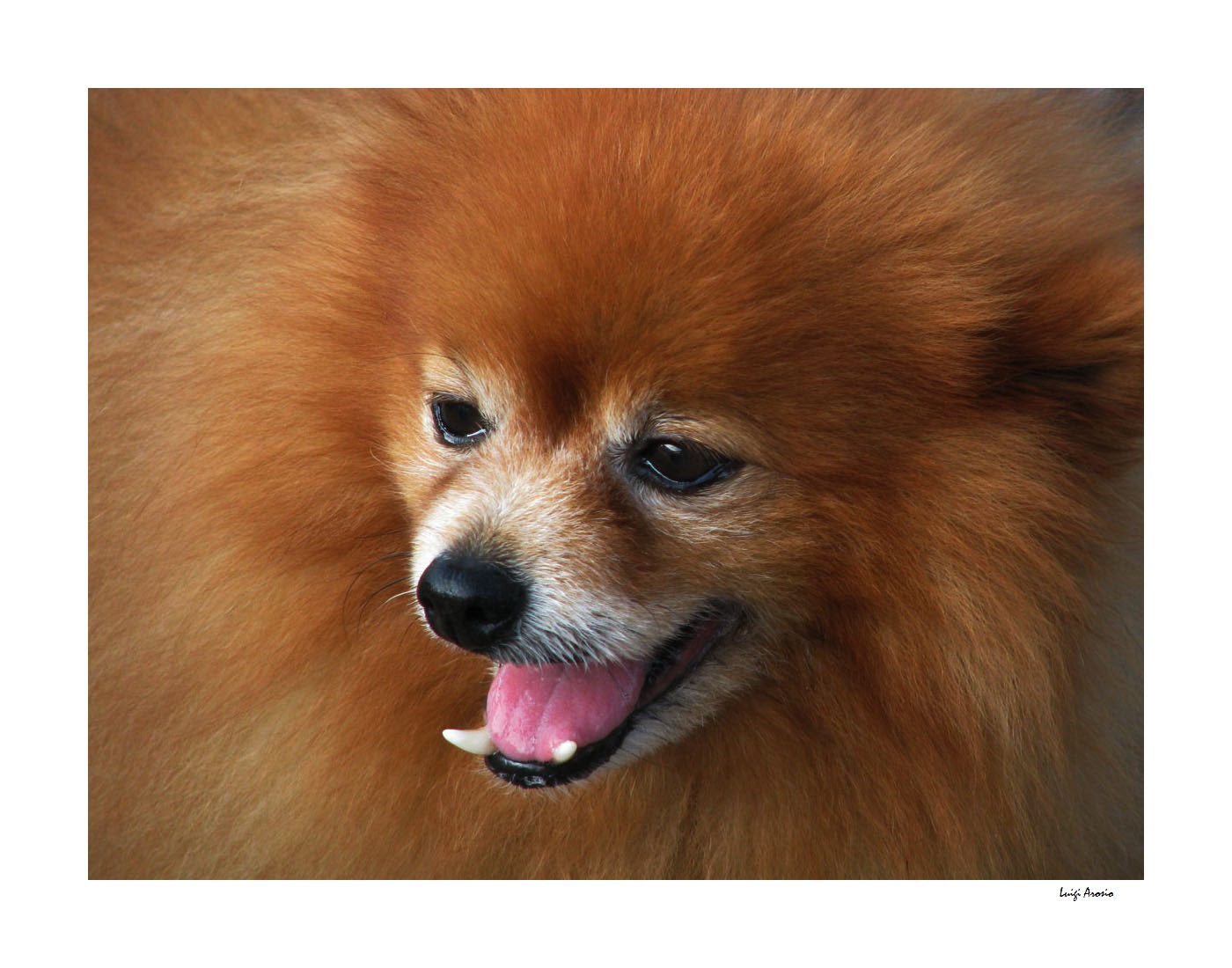 Lei si che e' un bel volpino