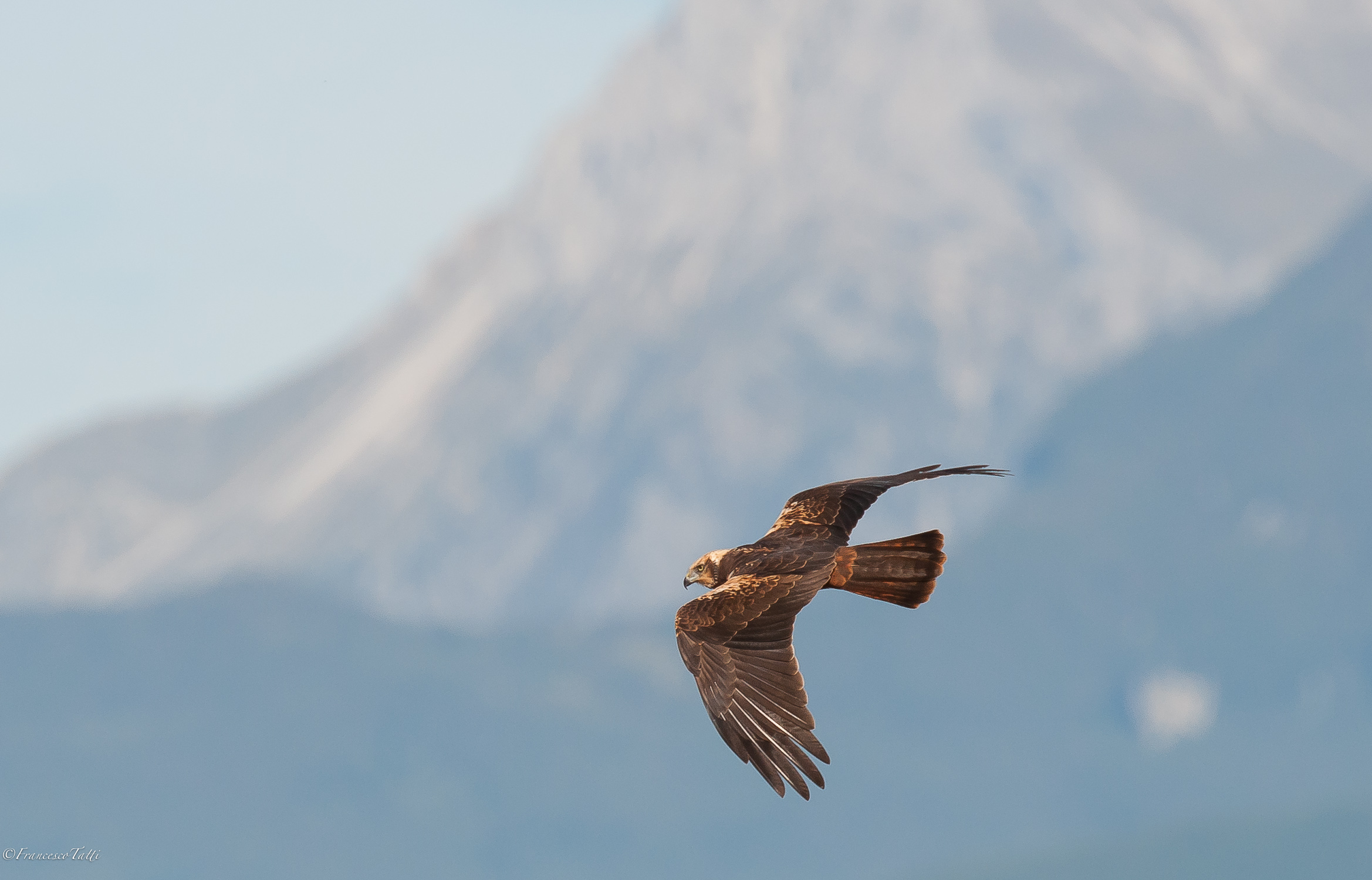 The Hawk and the mountain
