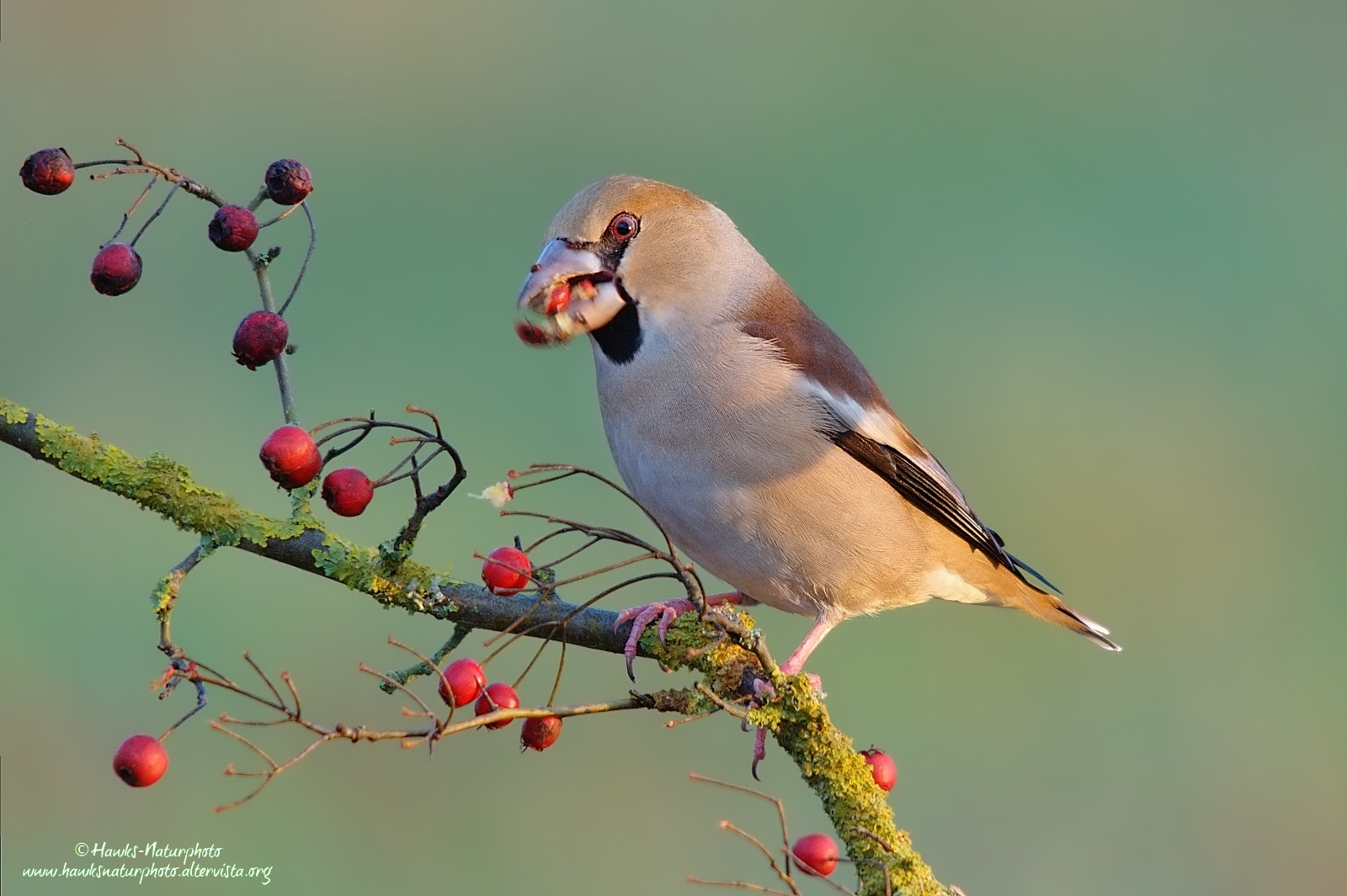 Hawfinch hungry