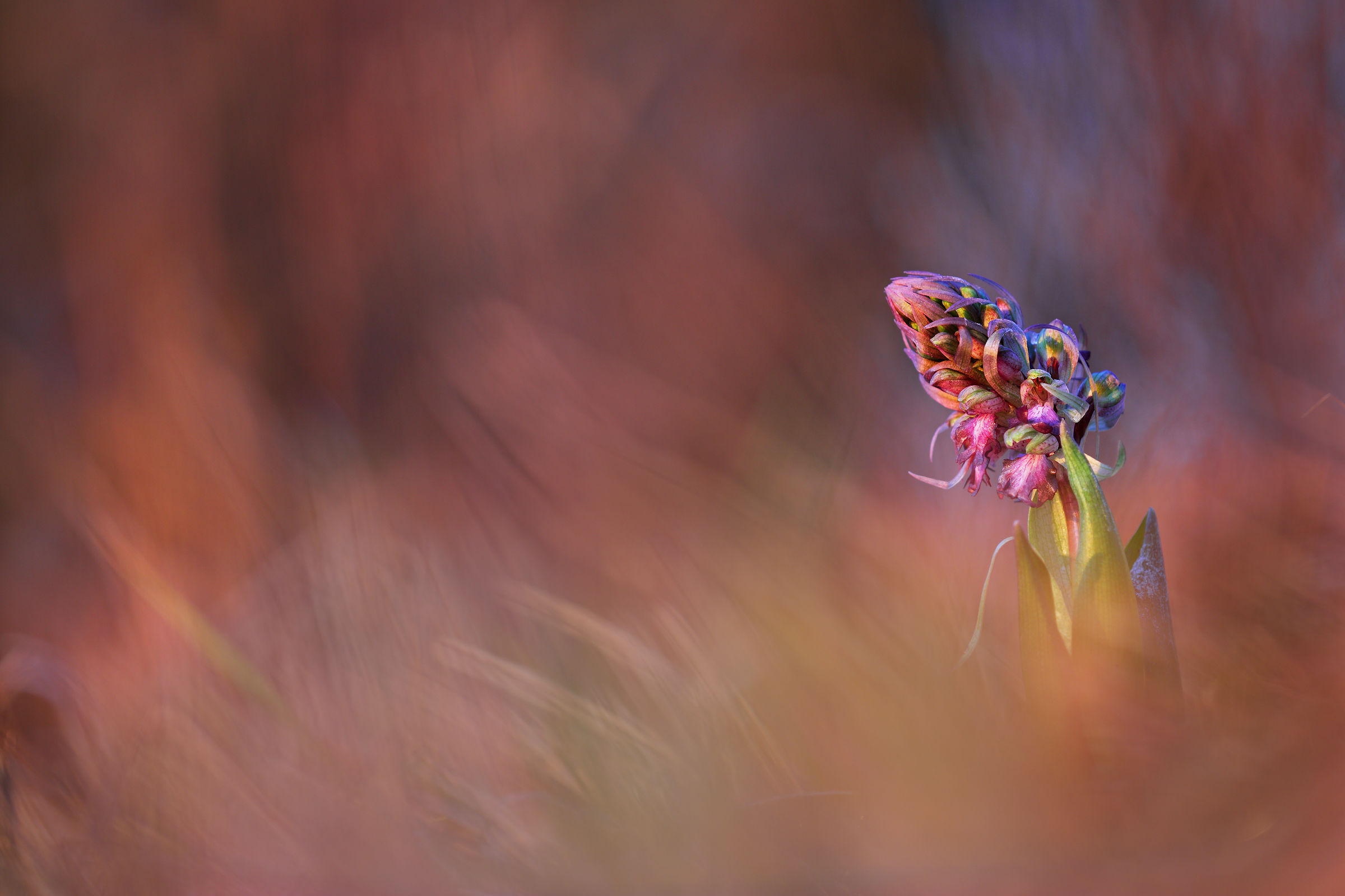 Barlia robertiana dawn