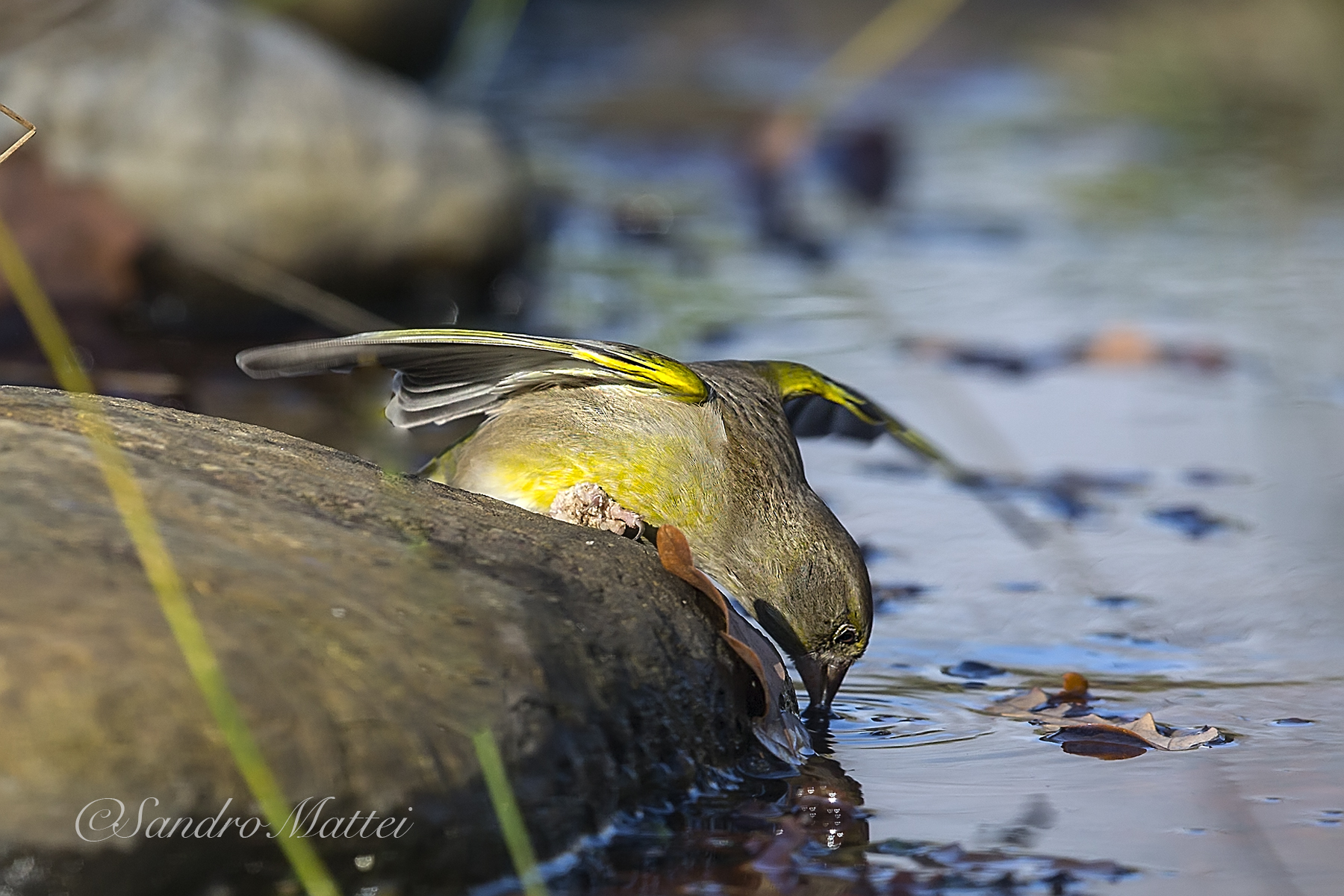 .......un sorsino in volo......