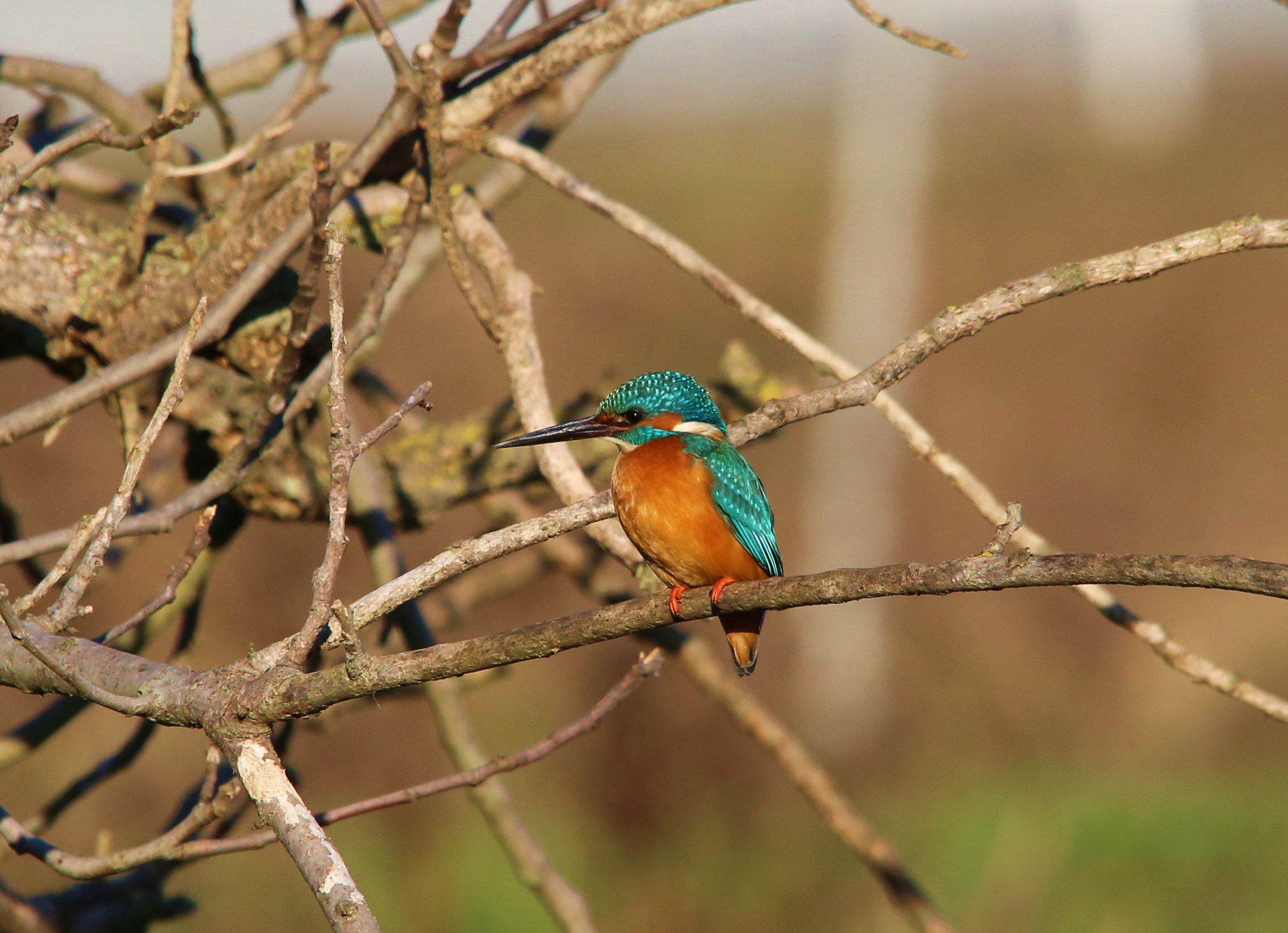 Kingfisher