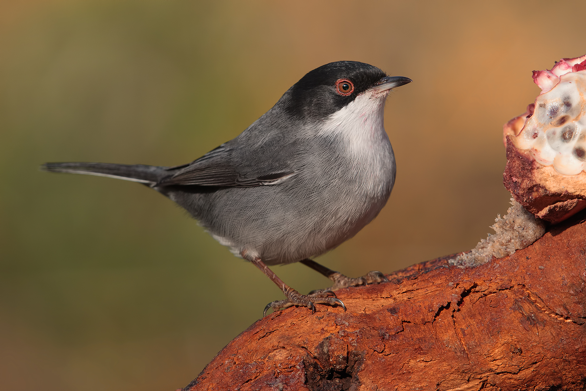 ... And here also Maschietto .. !!!