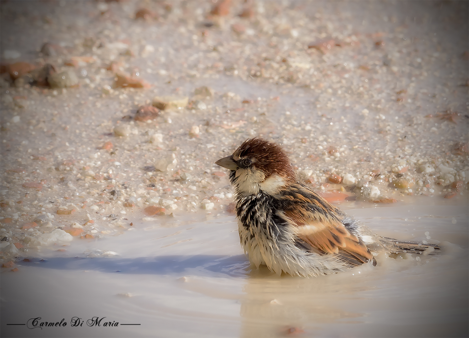house sparrow