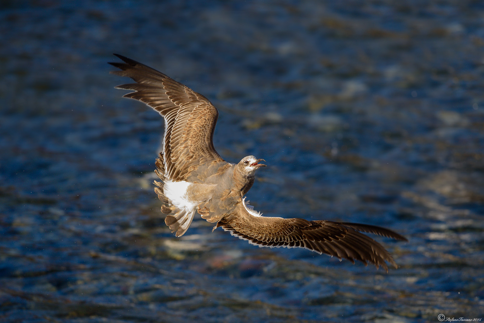 Gabbiano sghignazzante (Laughing Gull)