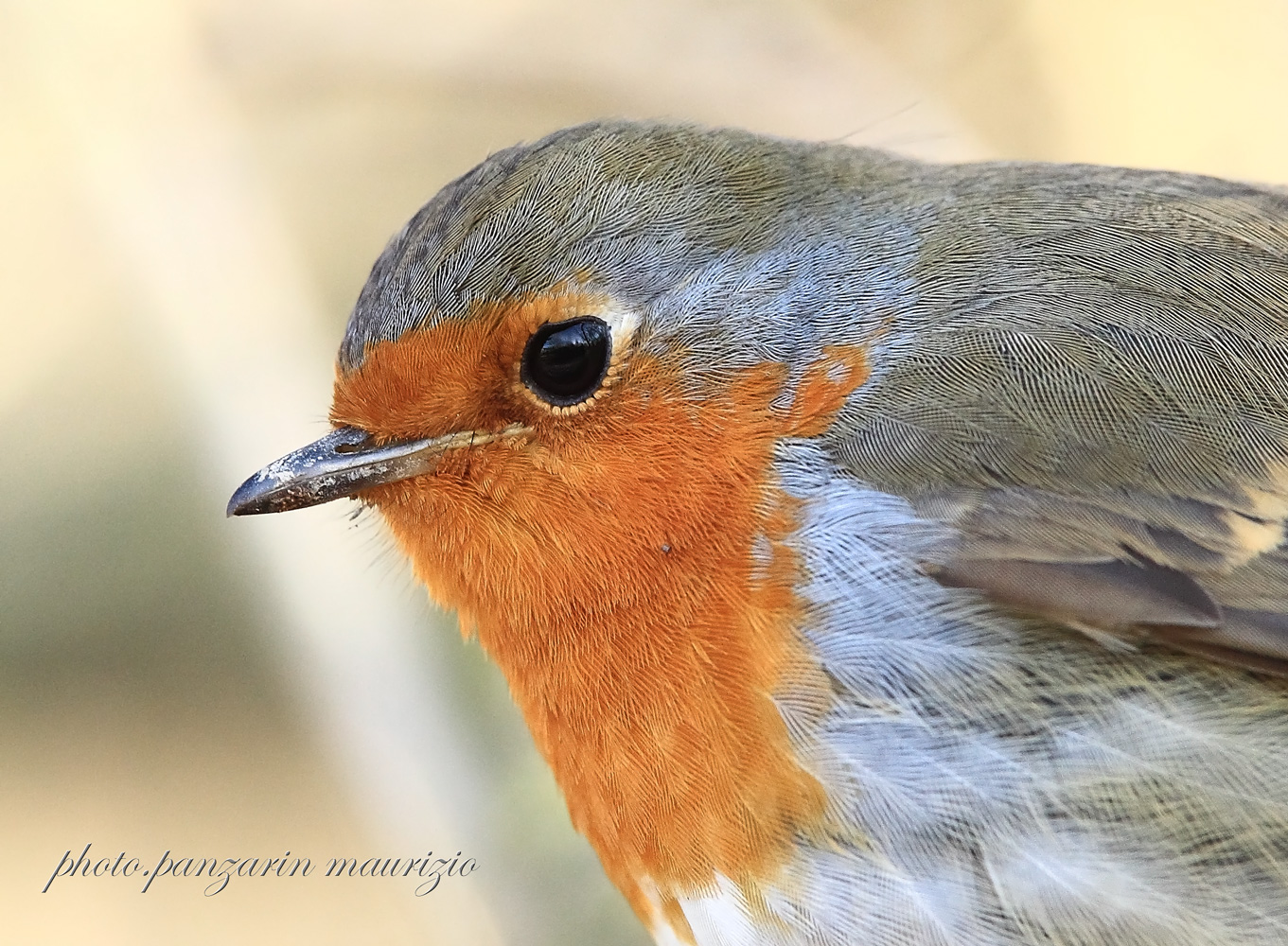 portrait robin