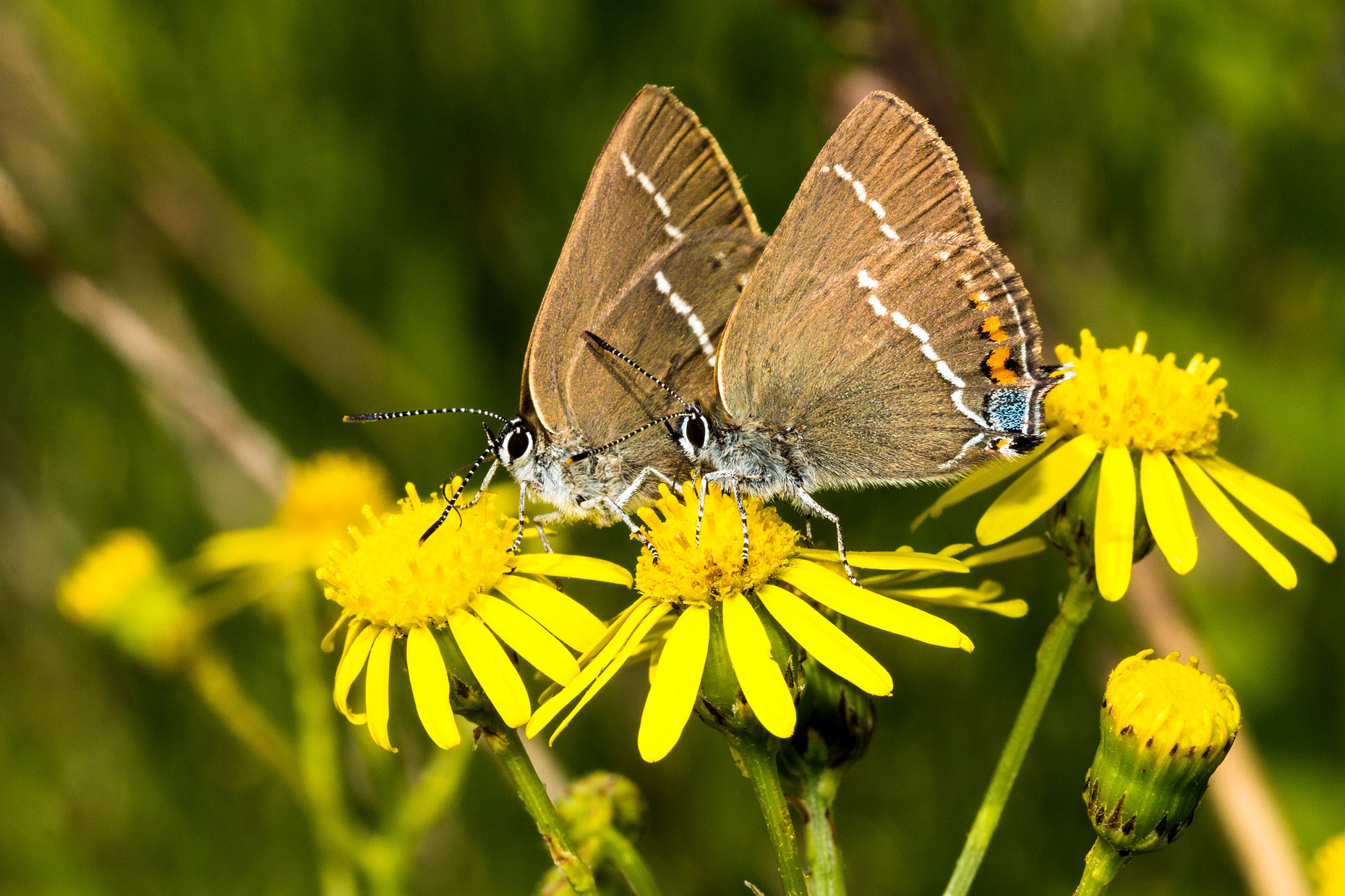 Satyrium spini